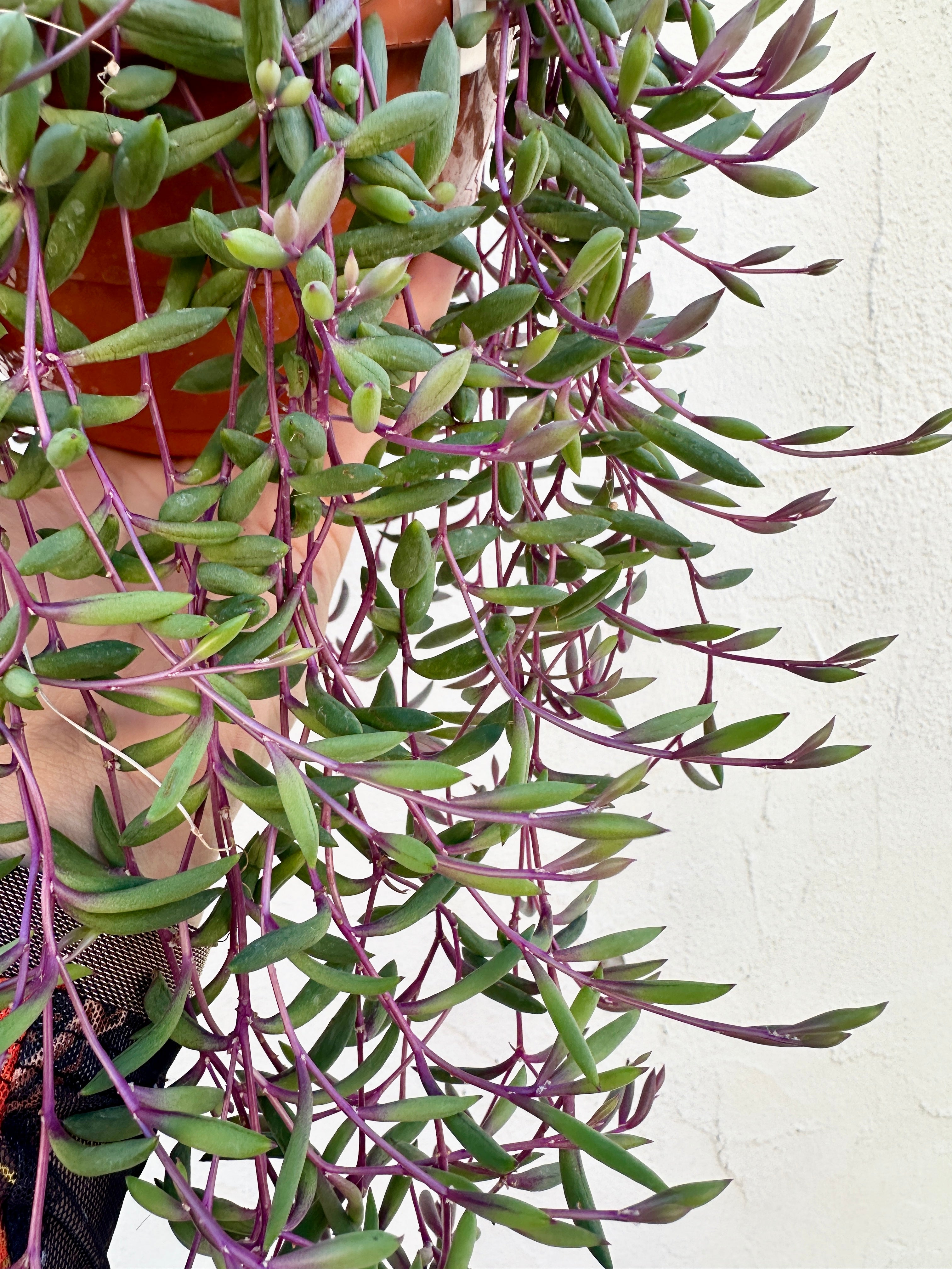 Othonna capensis ‘Ruby Necklace’