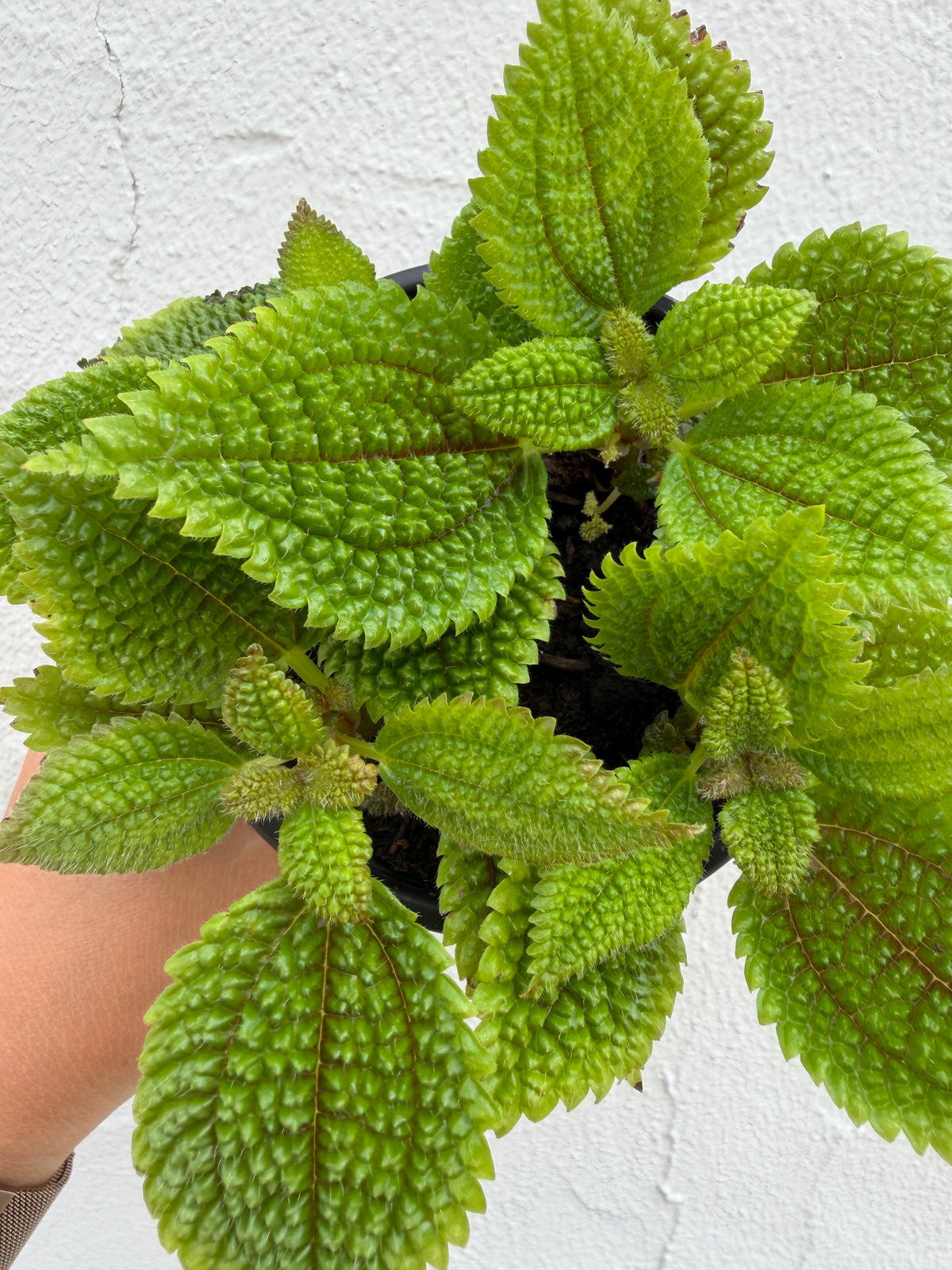 Pilea Moon Valley