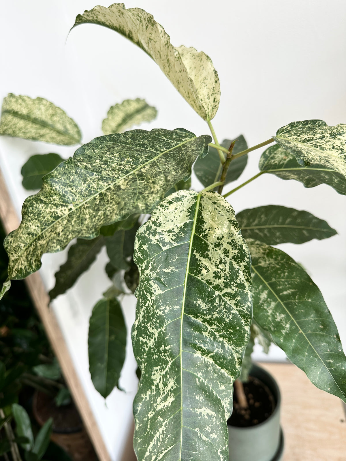 Ficus 'Aspera Crown Fig'