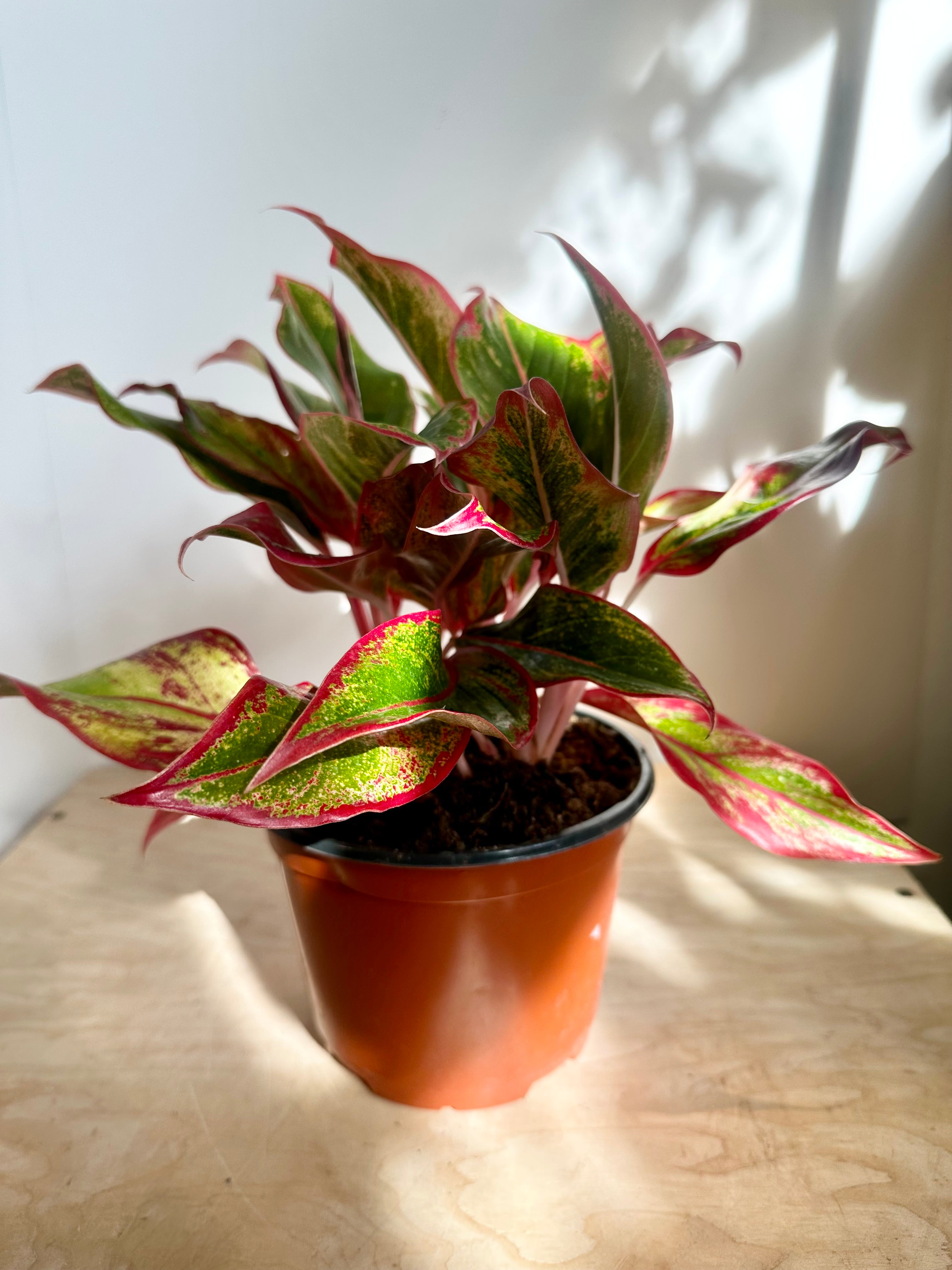 Aglaonema 'Creta'