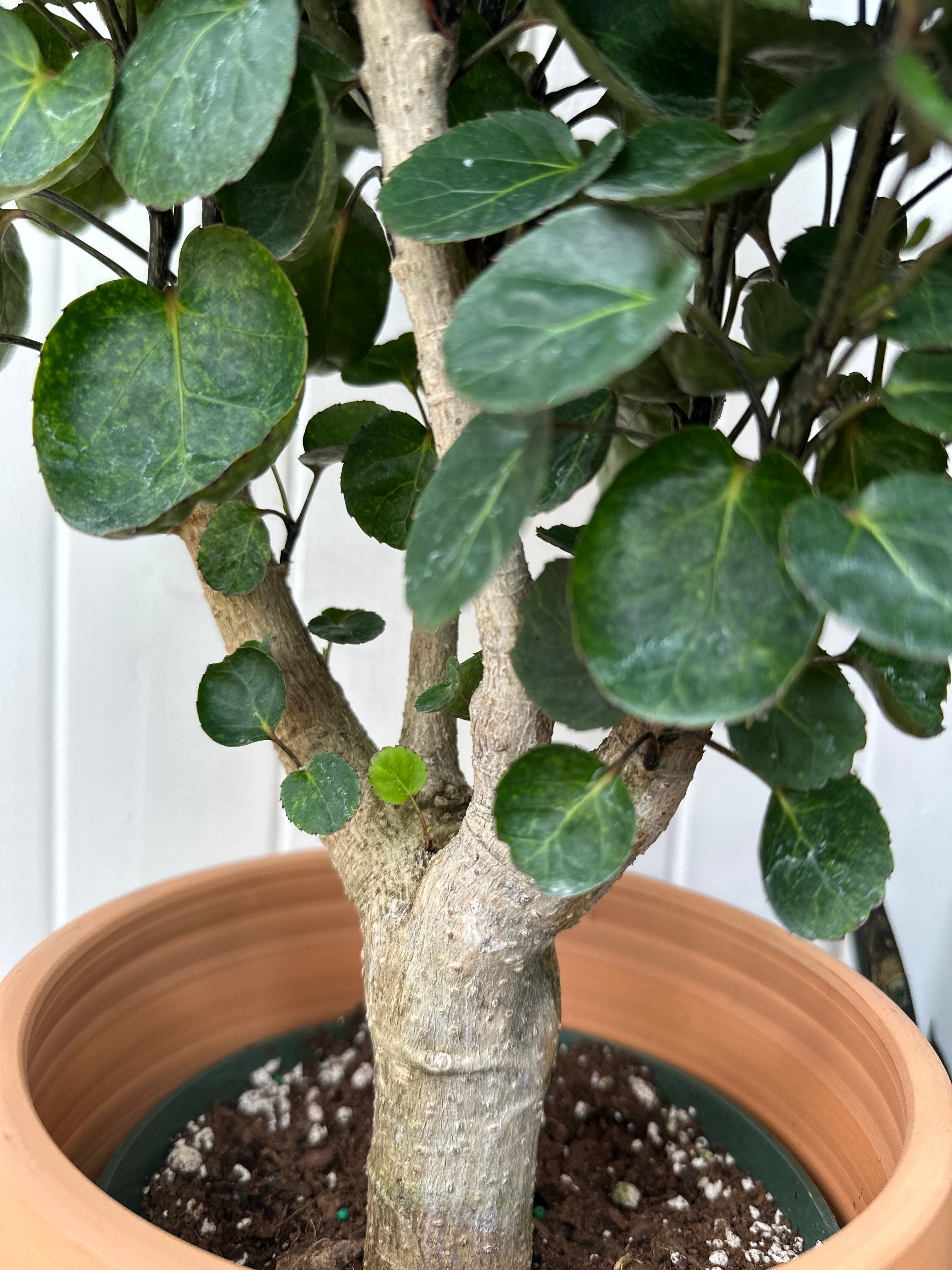 Aralia 'Fabian' Stump