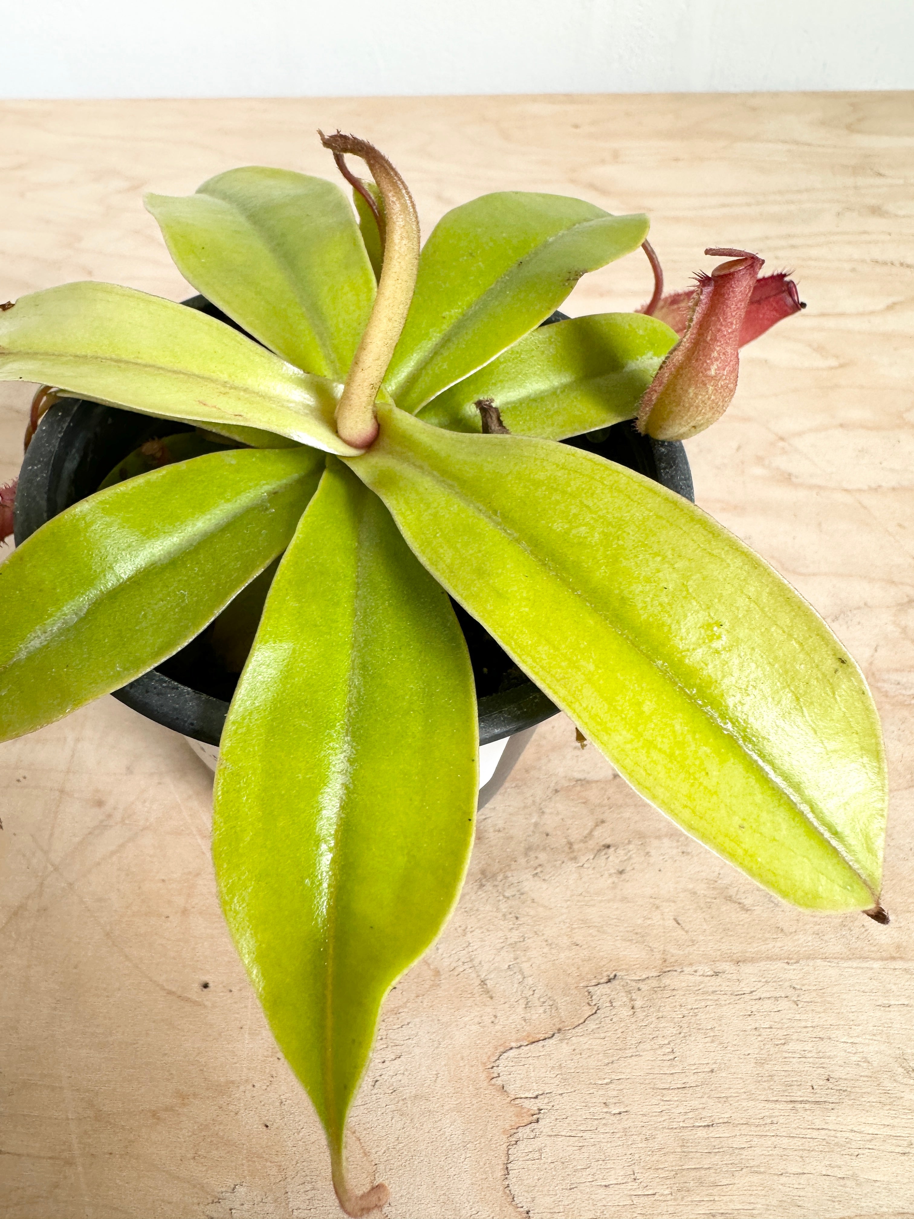 Nepenthes 'Neon'