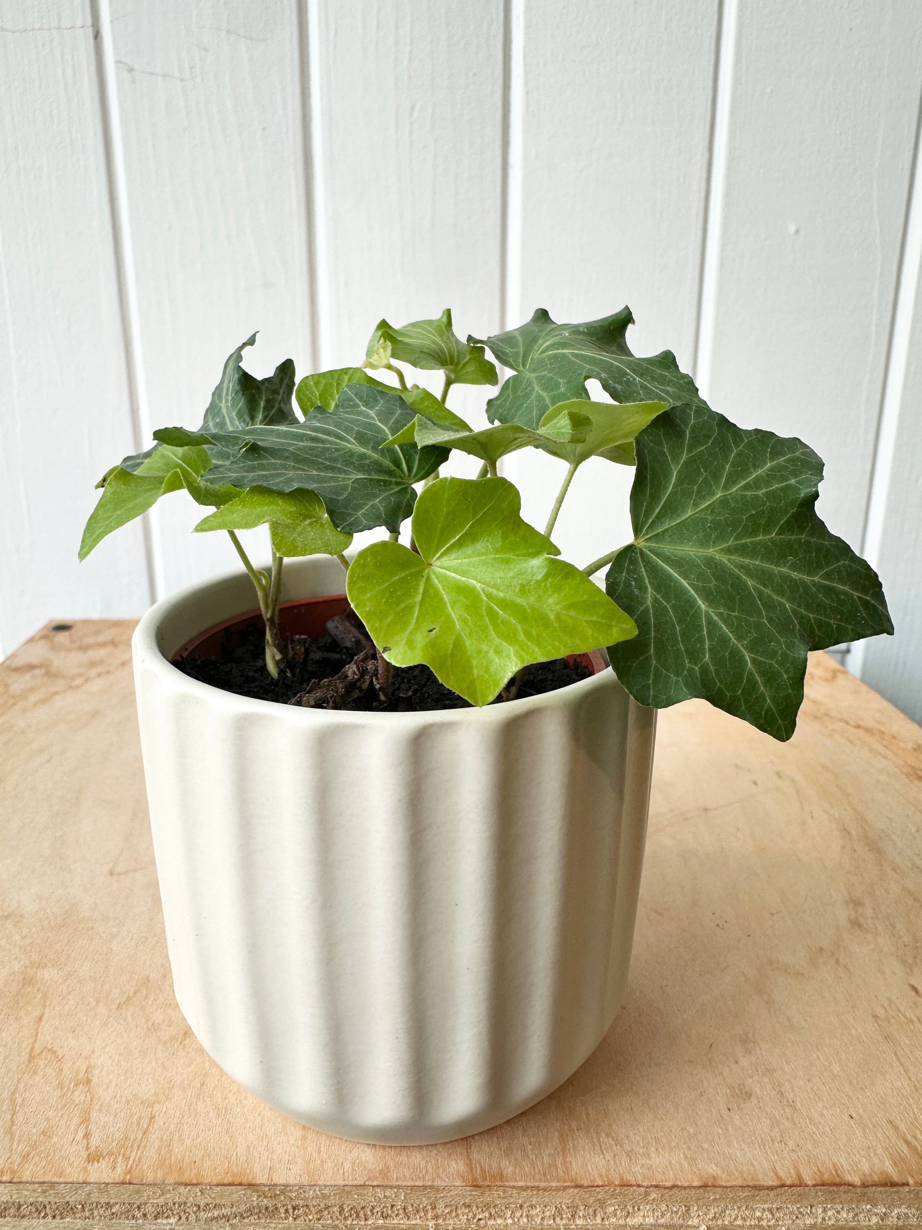 Ivy 'California'