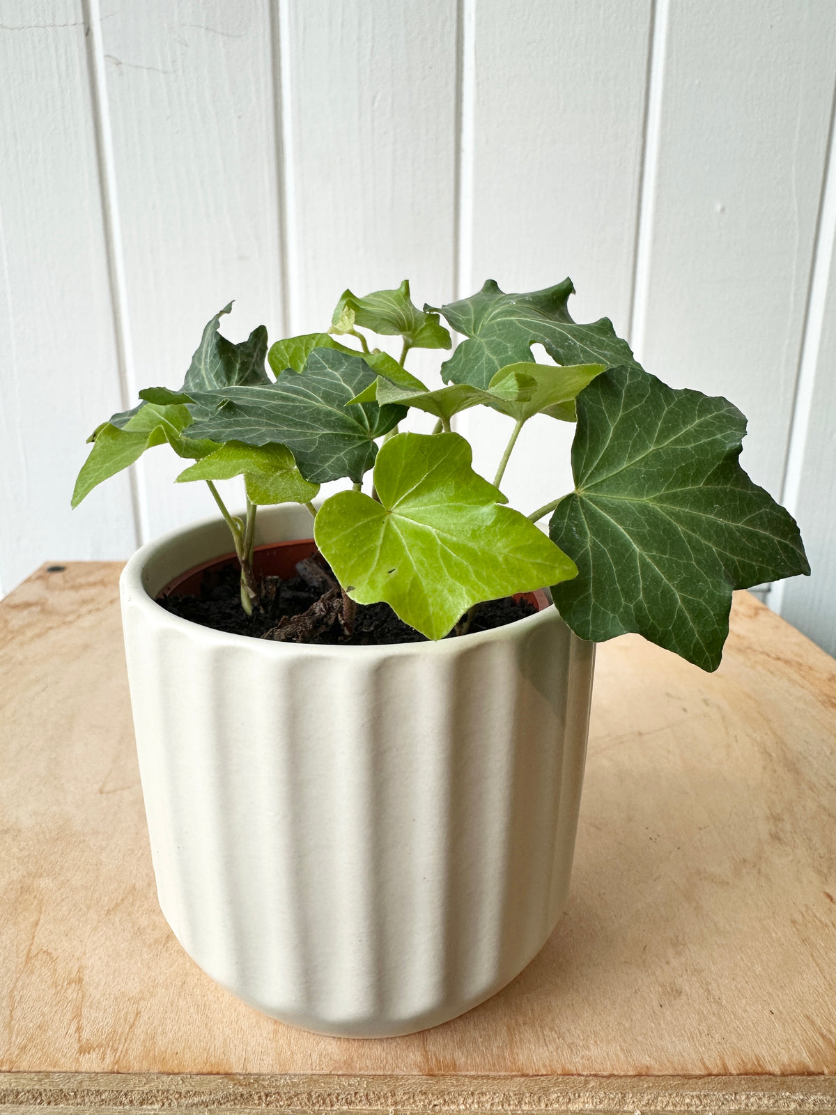 Ivy 'California'