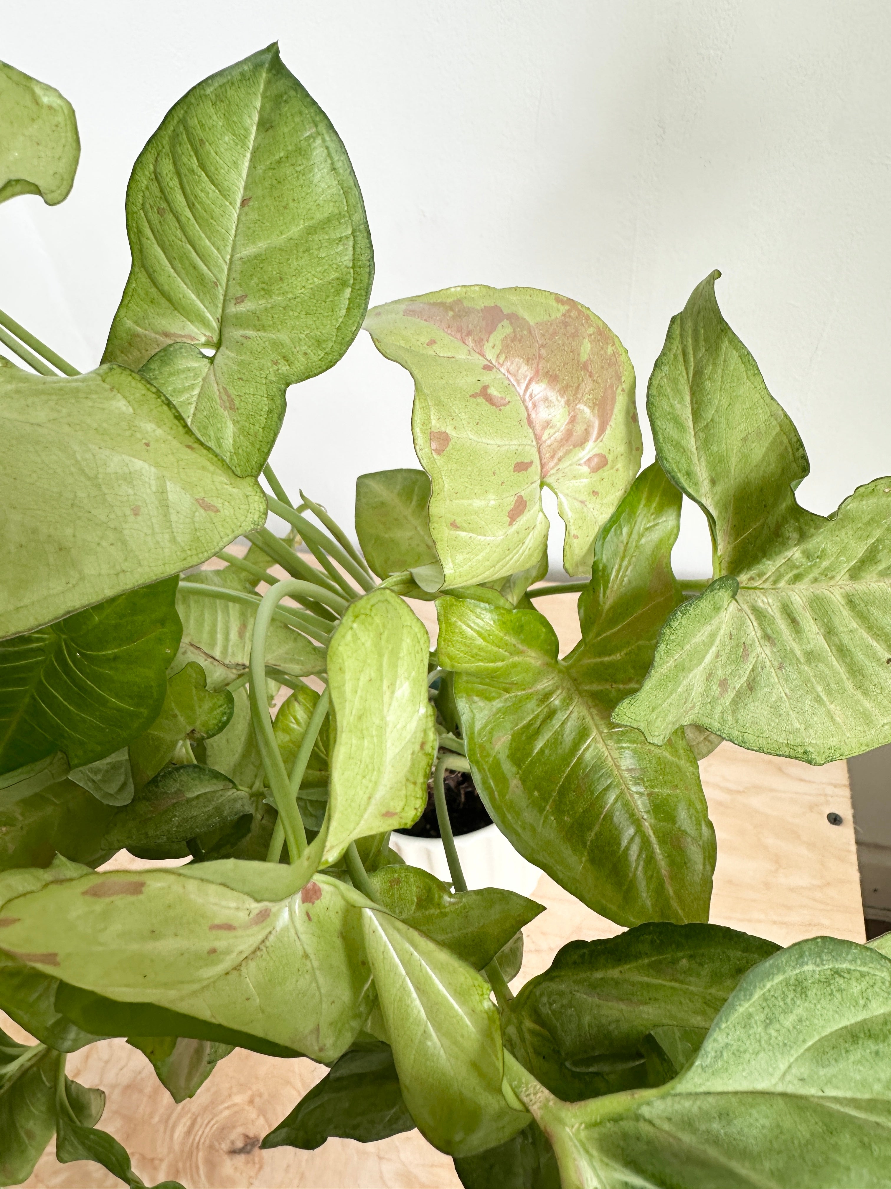 Nephthytis Syngonium 'Confetti'