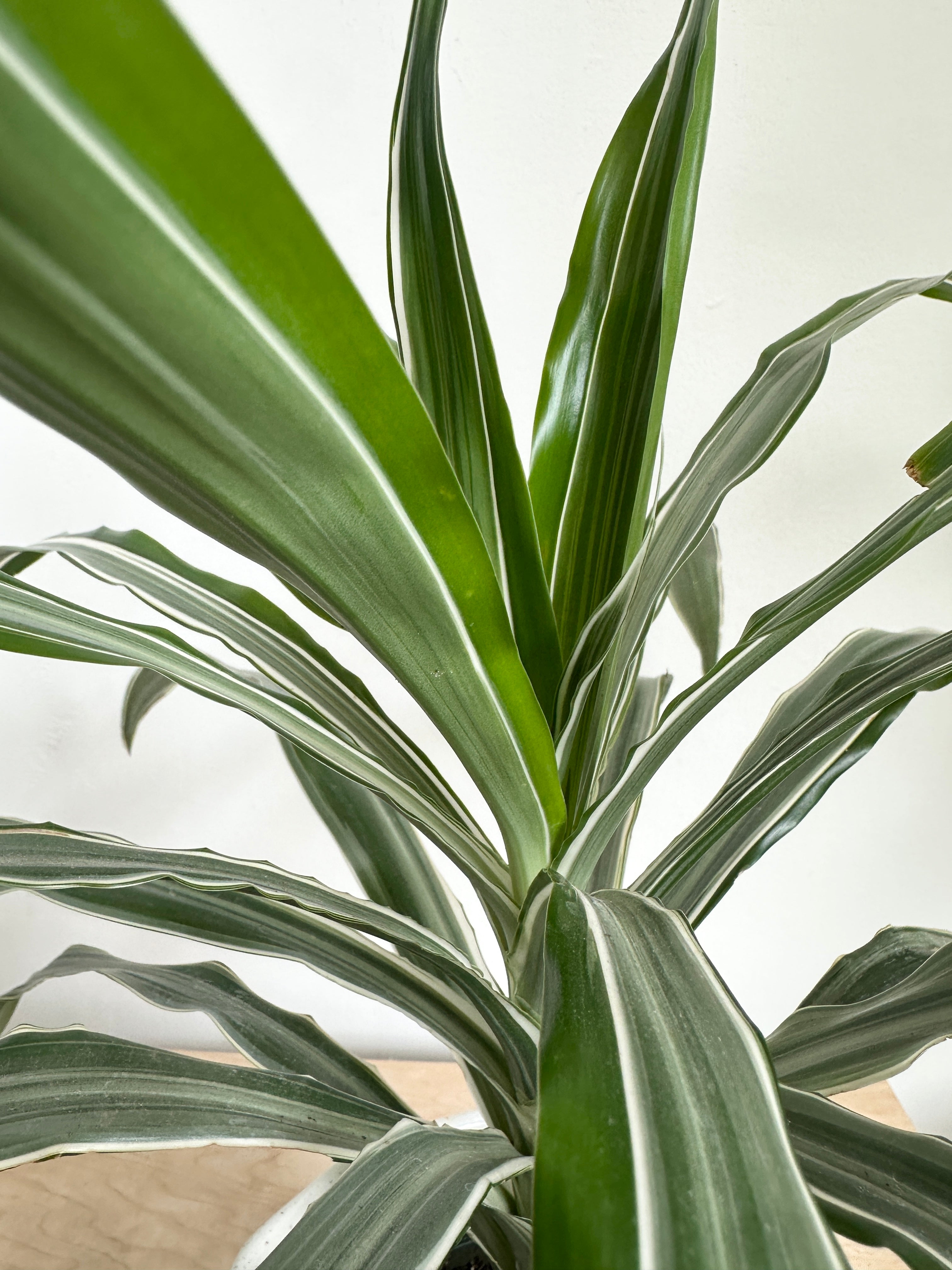 Dracaena 'Warneckii Jumbo'