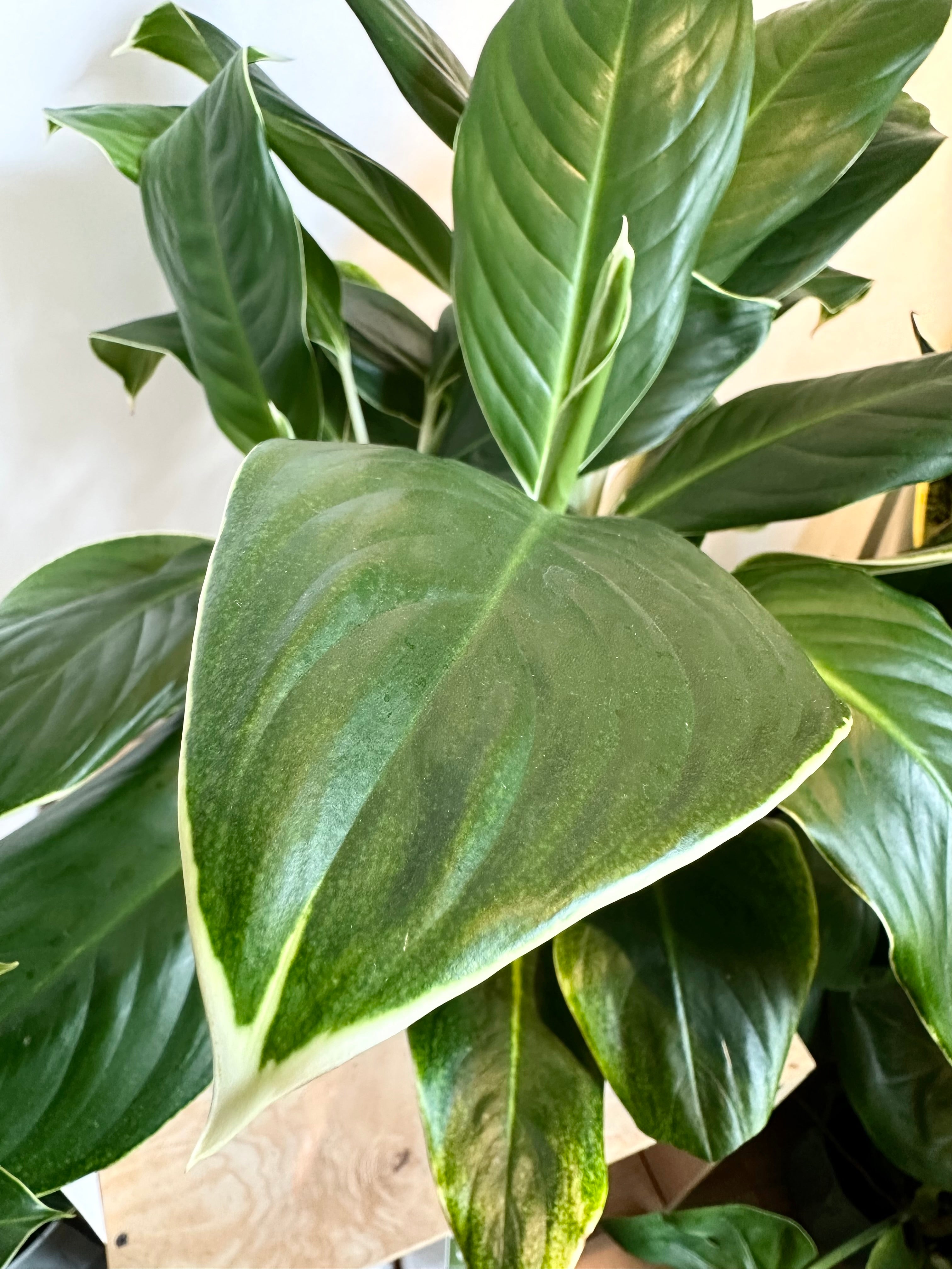 Aglaonema 'Borde blanco'