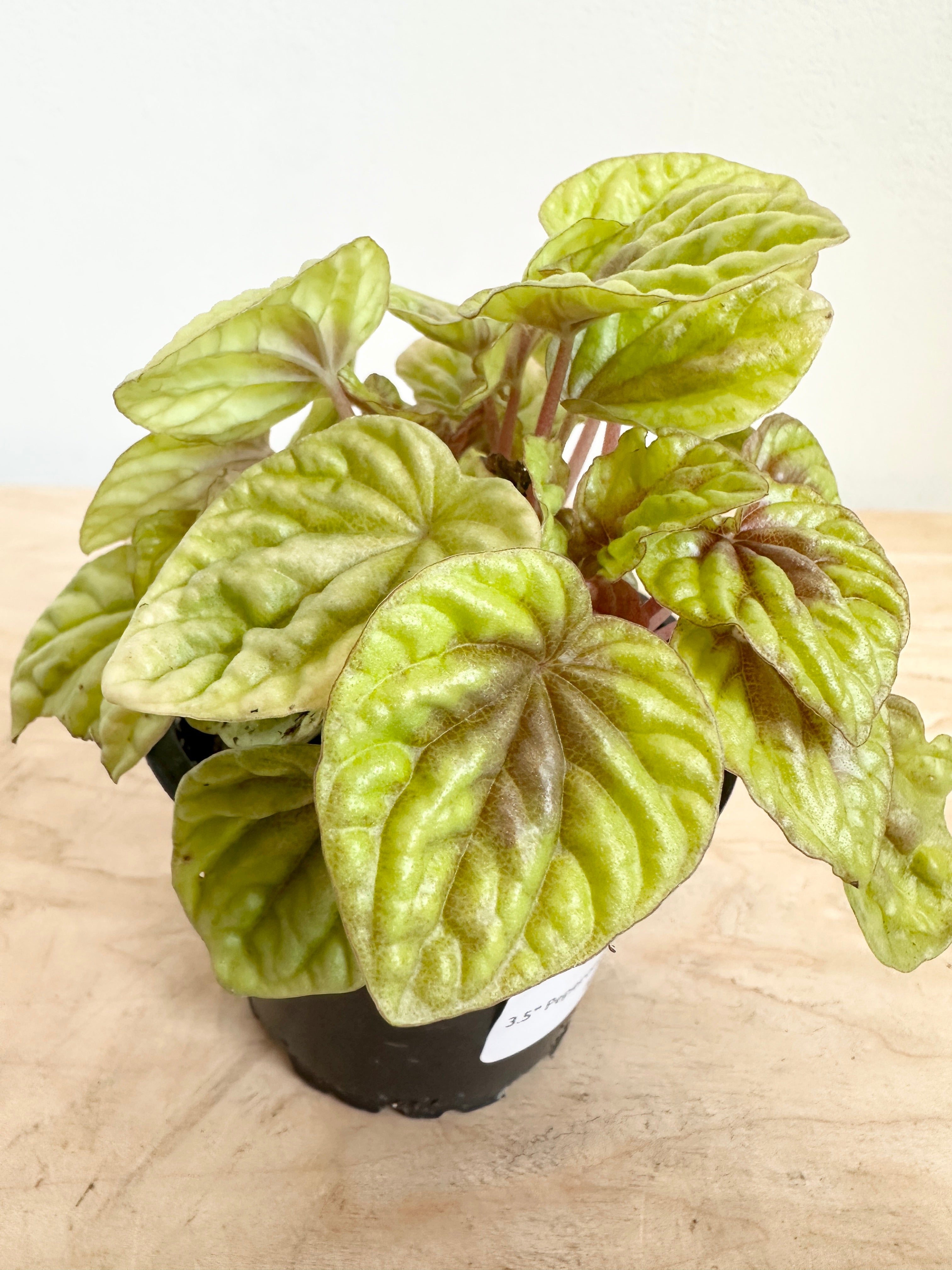Peperomia Caperata 'Gold'