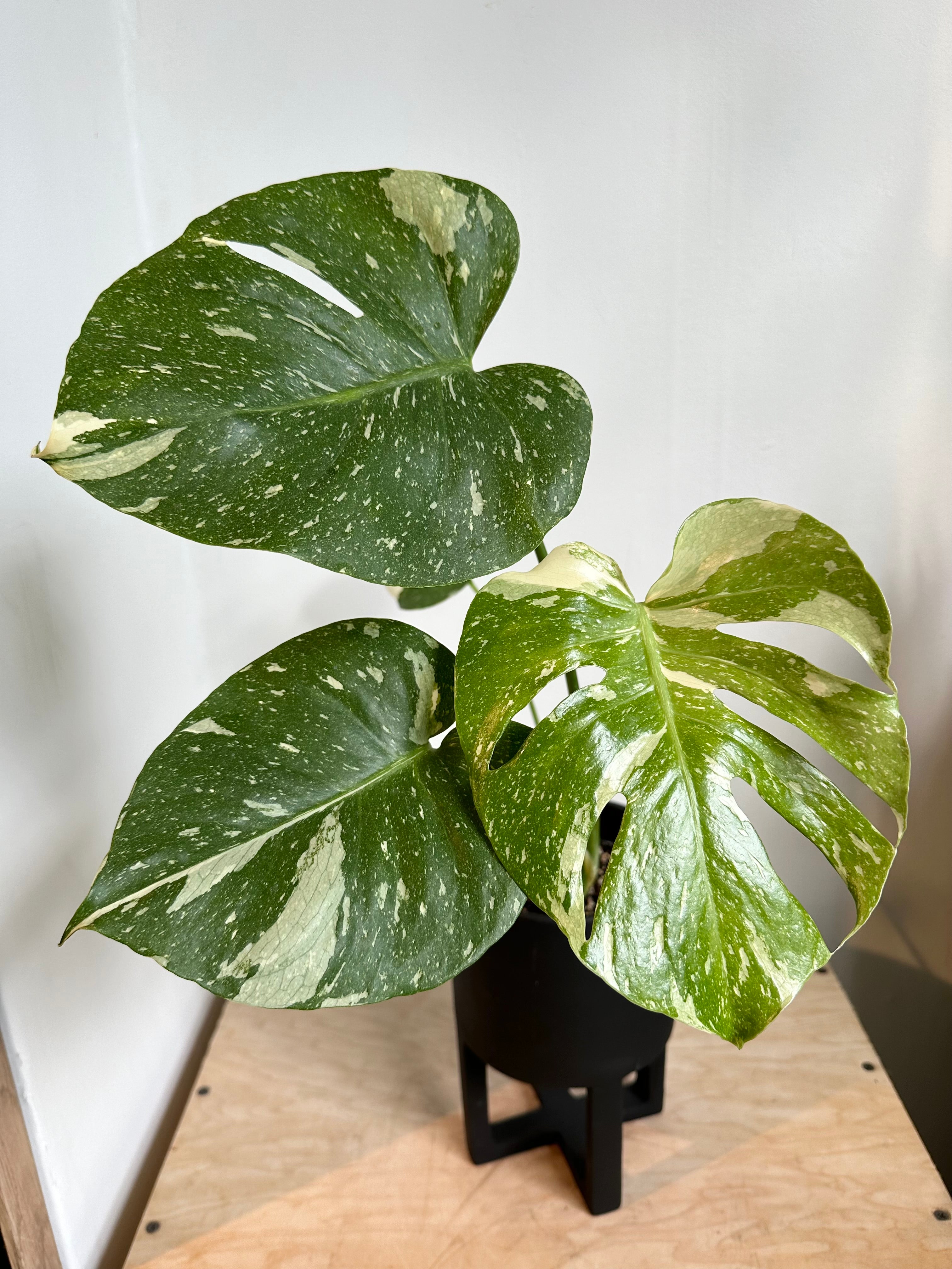 Monstera 'Constellation Thaïlandaise'