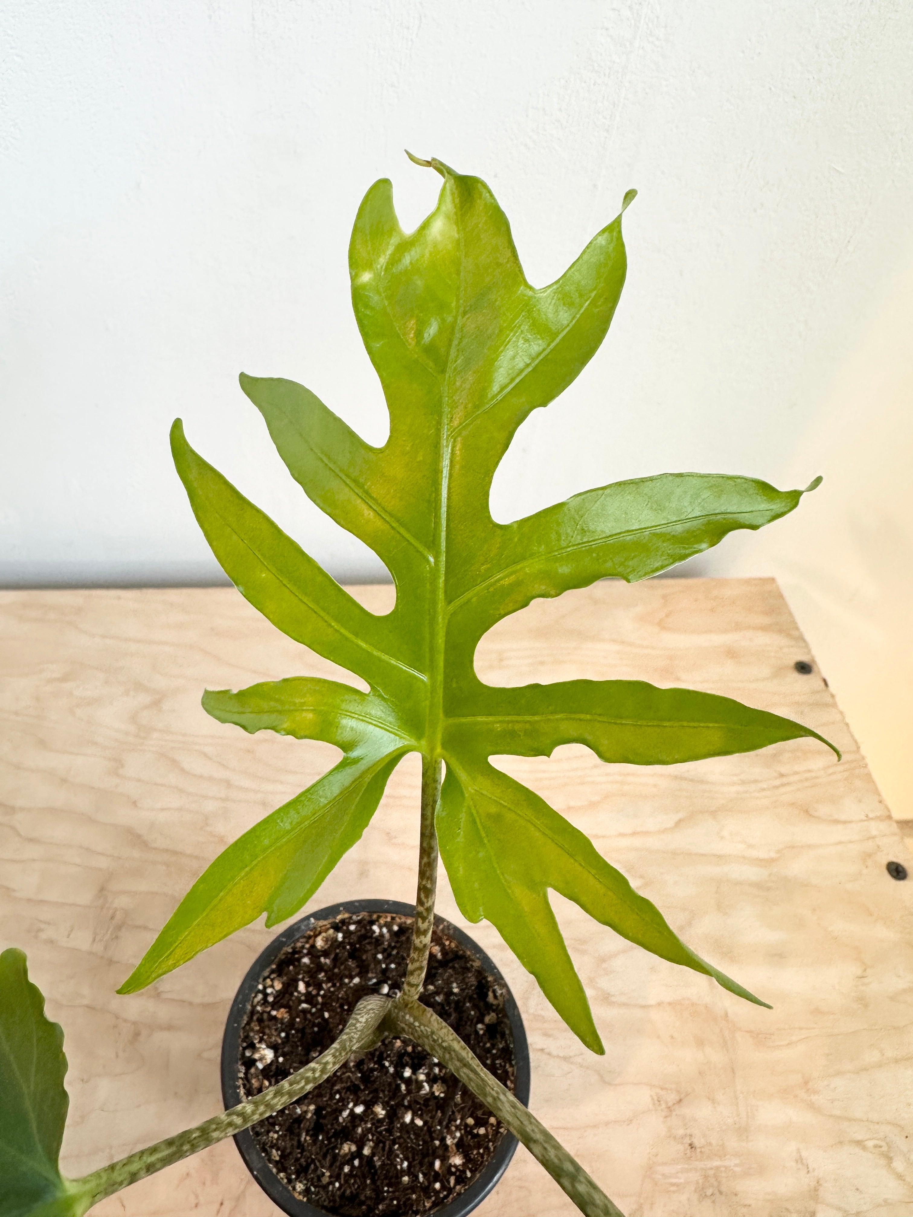 Alocasia 'Brancifolia'