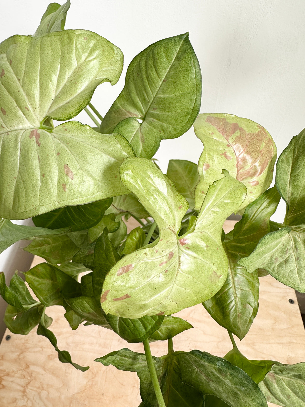 Nephthytis Syngonium 'Confetti'
