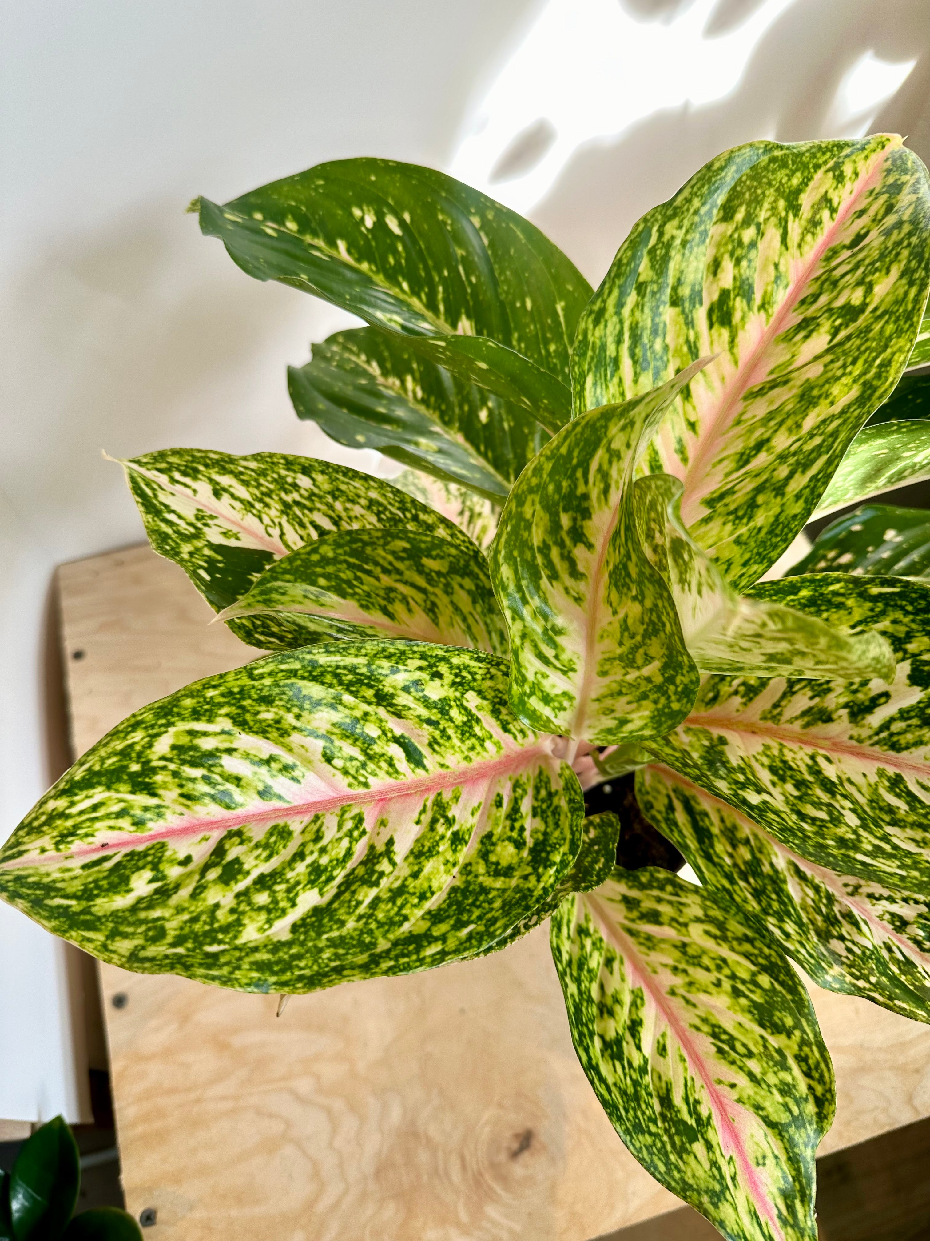 Aglaonema 'Two Tone Moonstone'