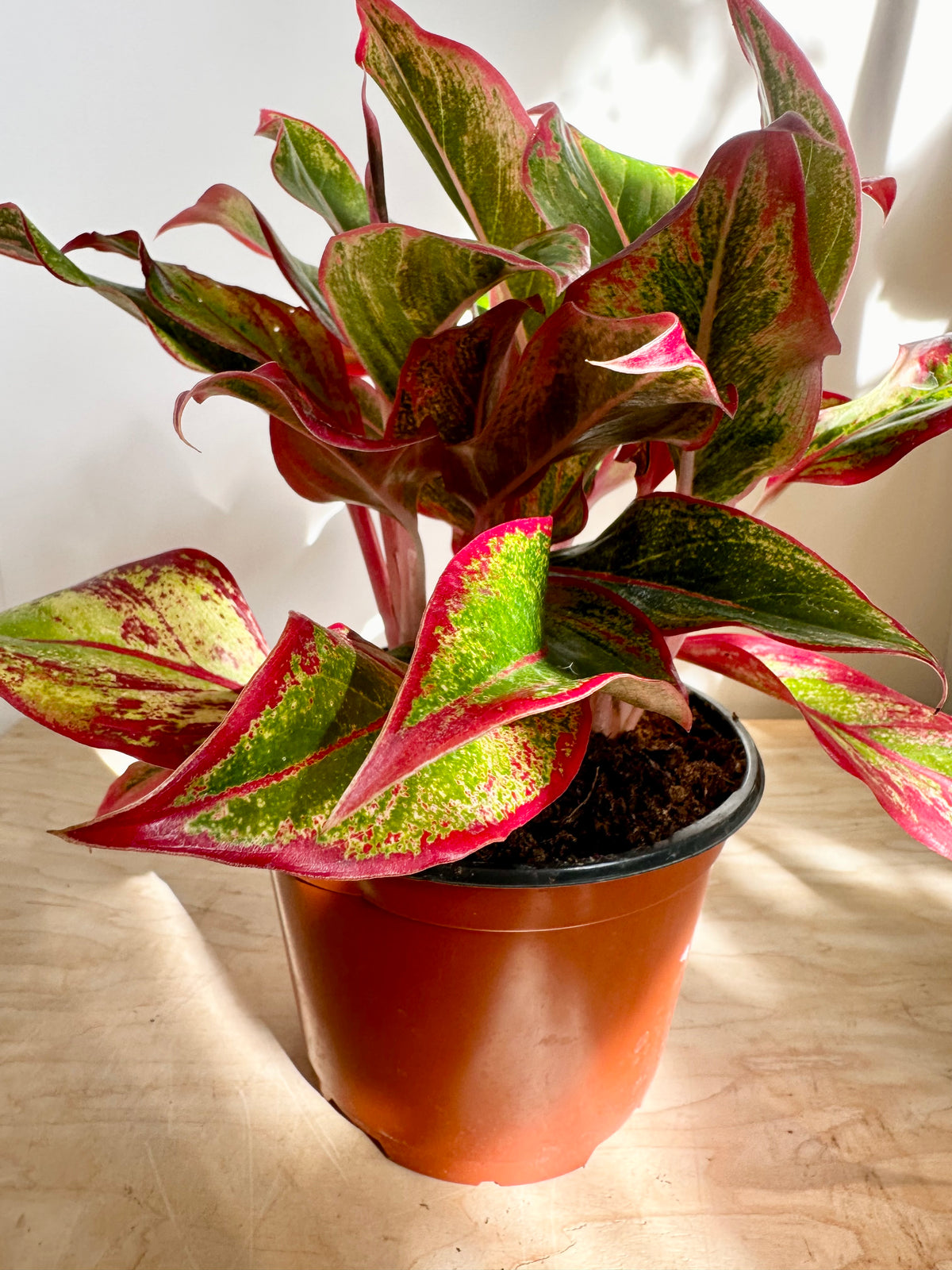 Aglaonema 'Creta'