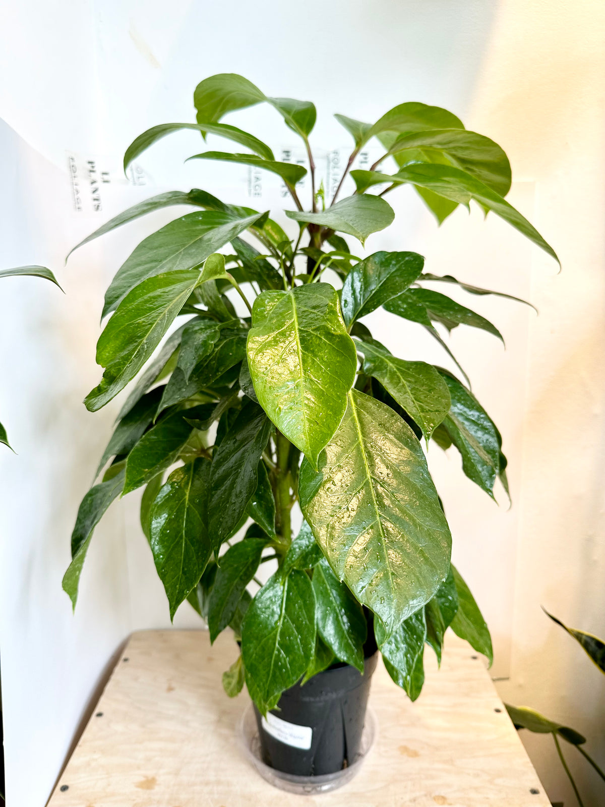 Schefflera 'Alpine'
