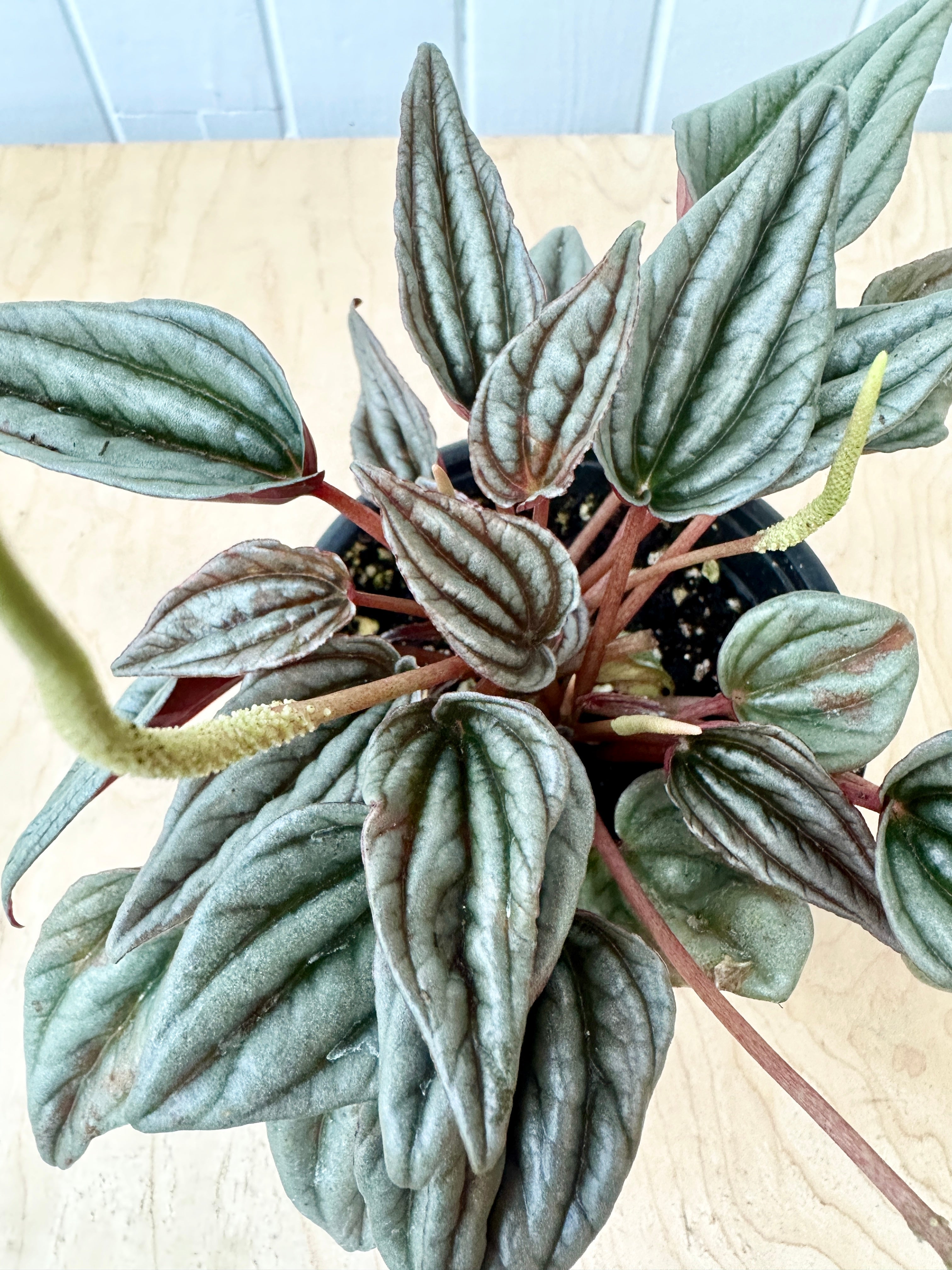 Peperomia 'Mendoza'