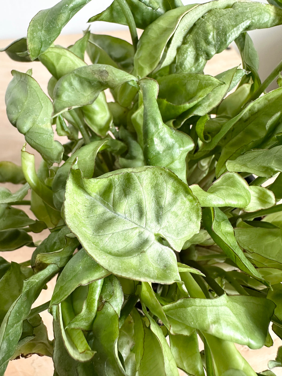 Nephthytis Syngonium 'Silver Pearl'