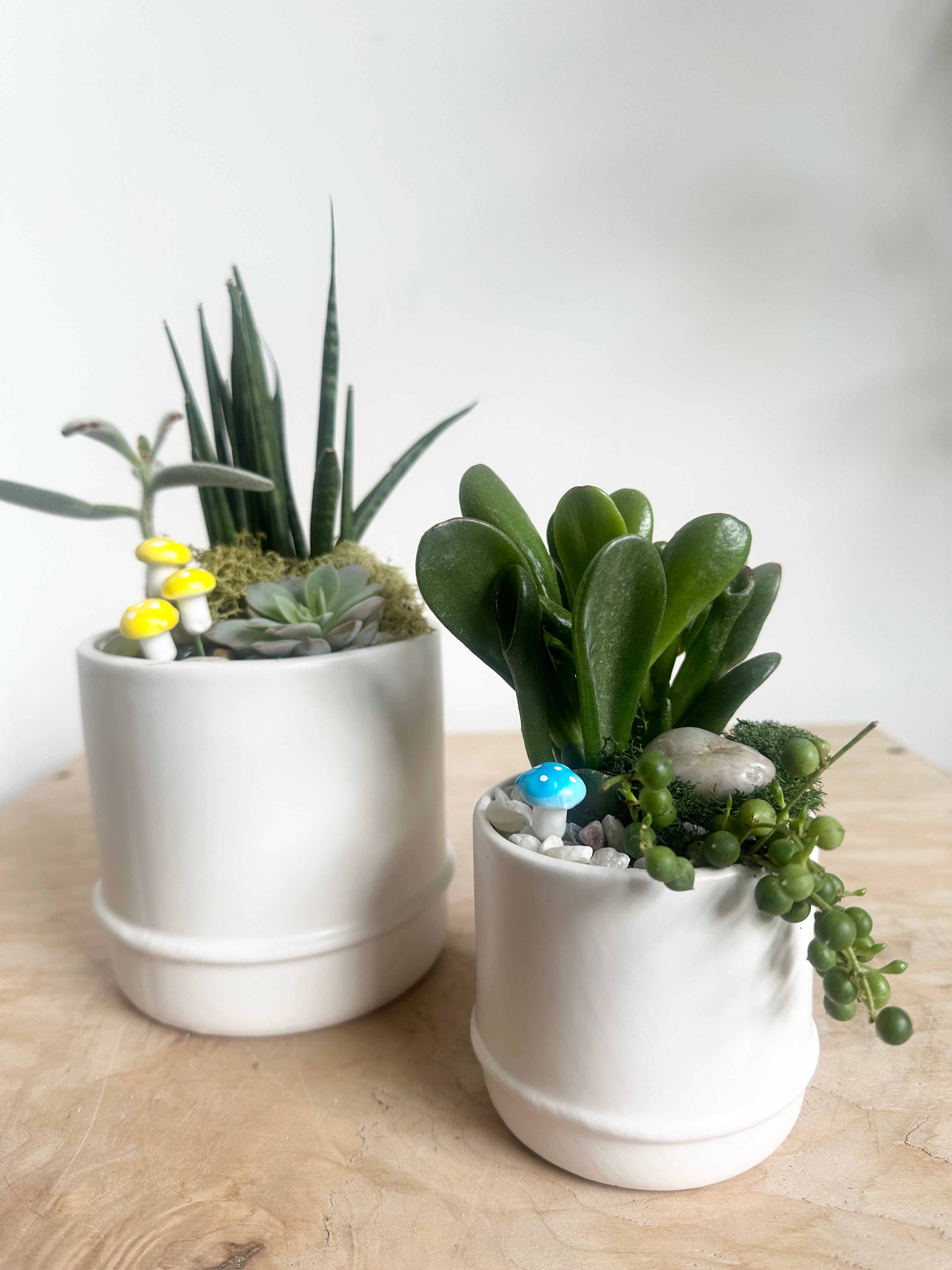 Elio Succulent Garden