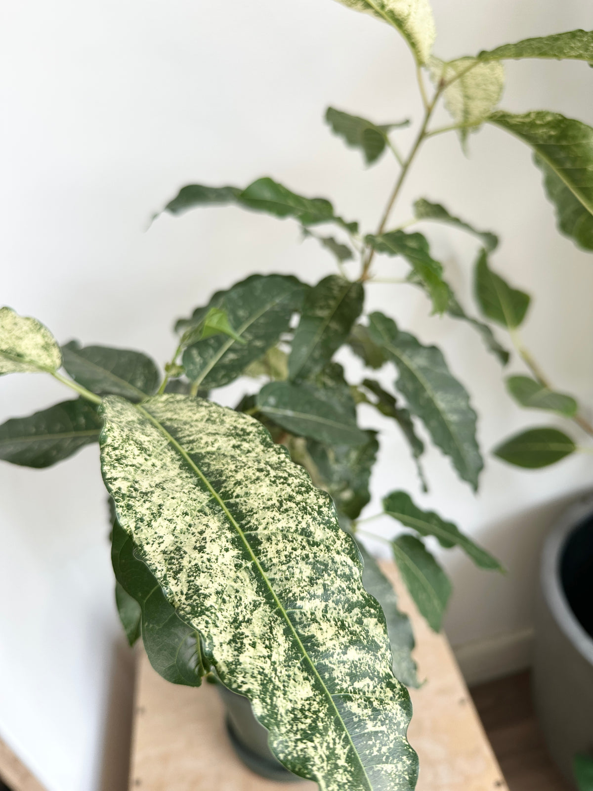 Ficus 'Aspera Crown Fig'