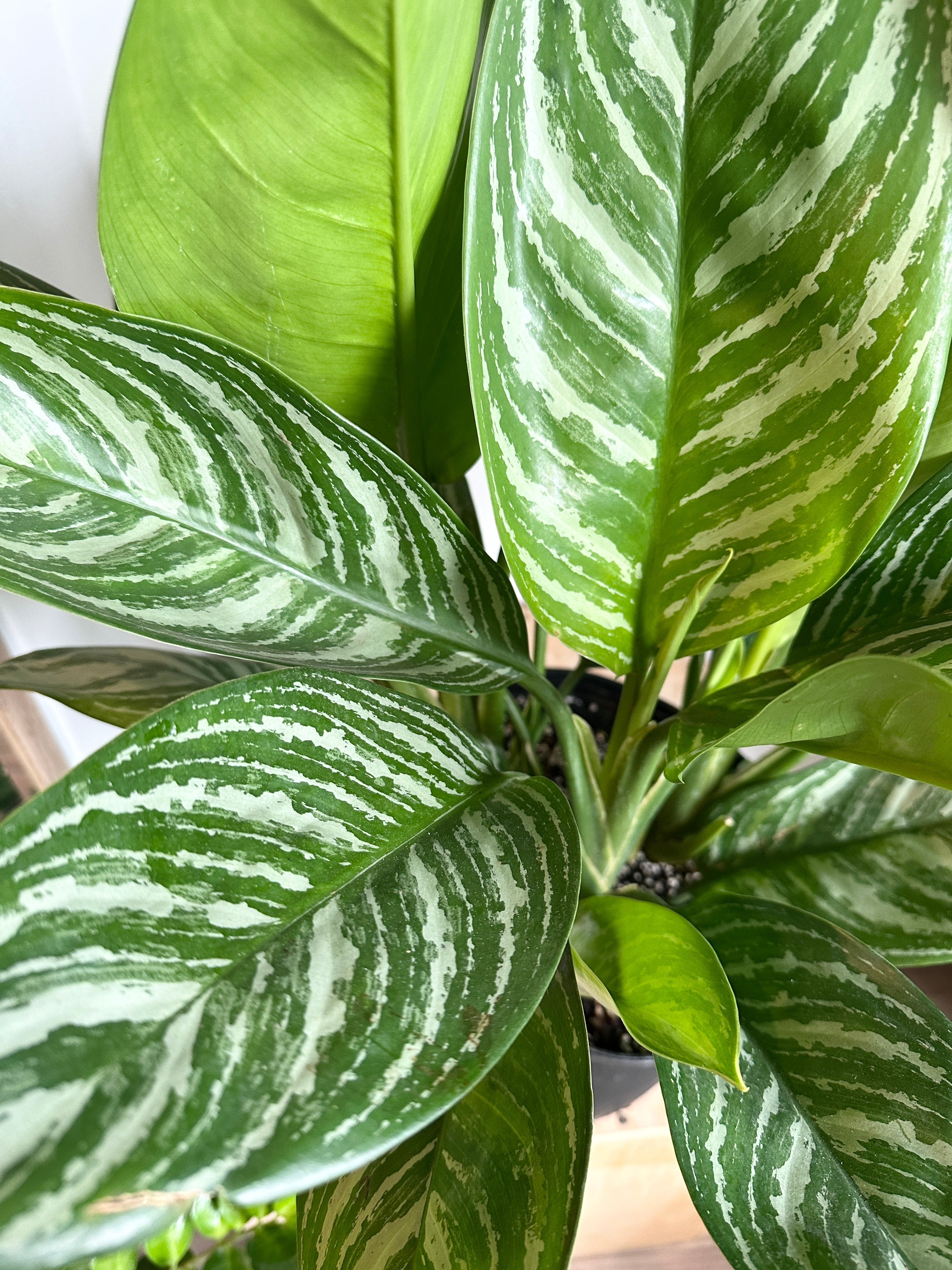 Aglaonema ‘Stripes’