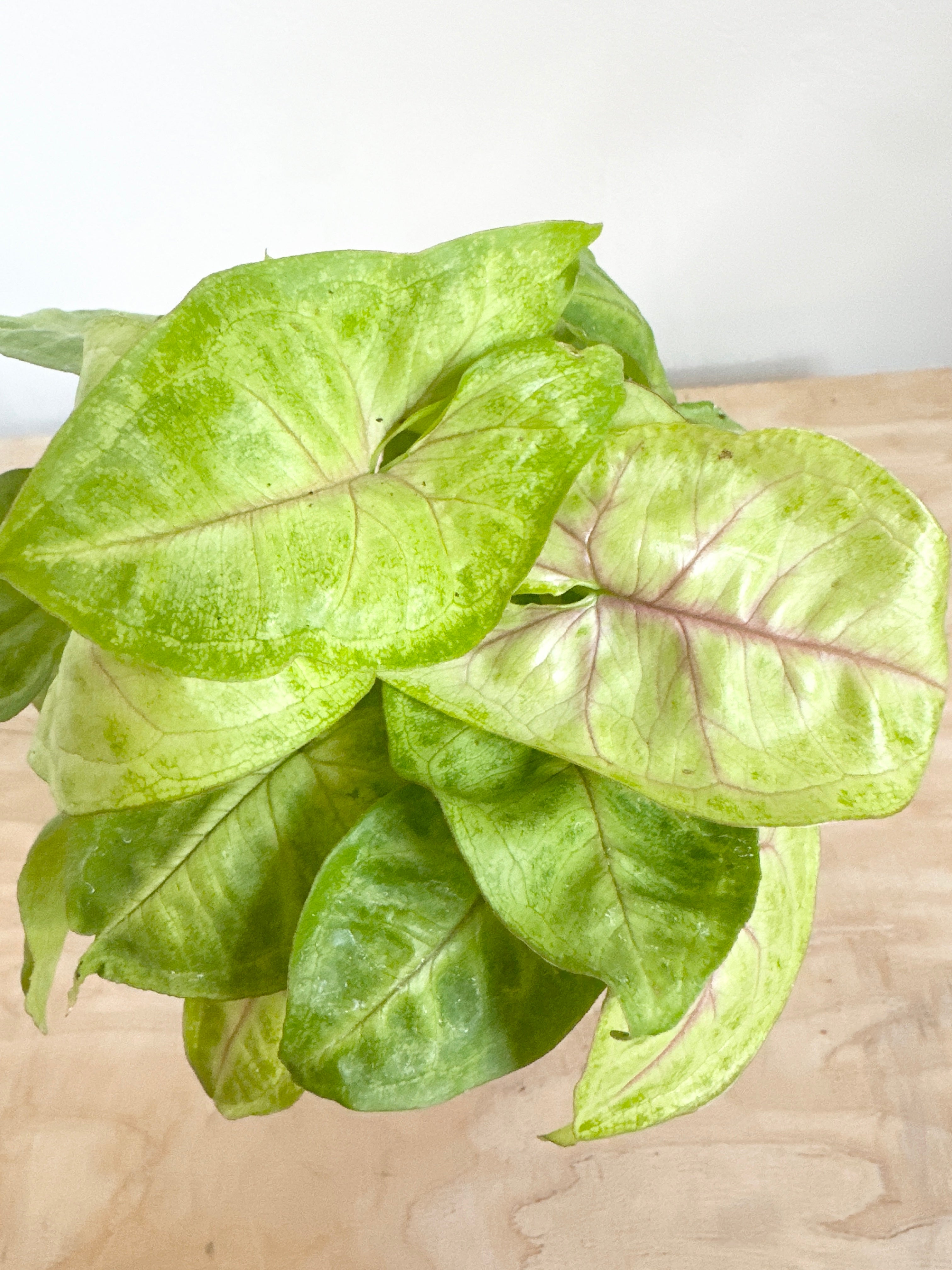Nephthytis Syngonium 'Gold Illusion'