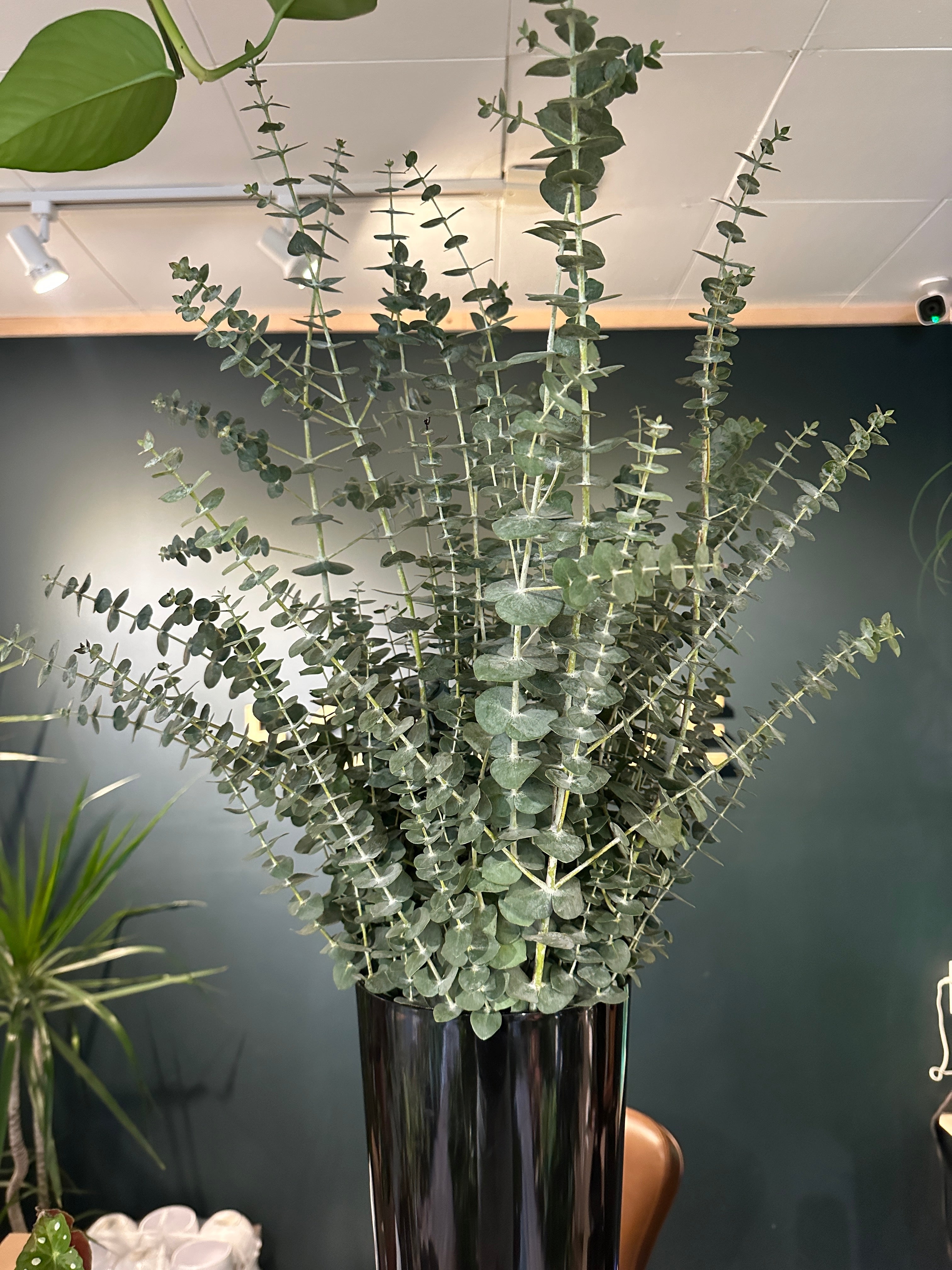 Baby Blue Eucalyptus