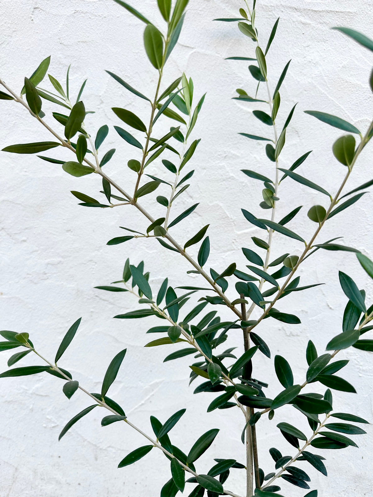 Planta de olivo