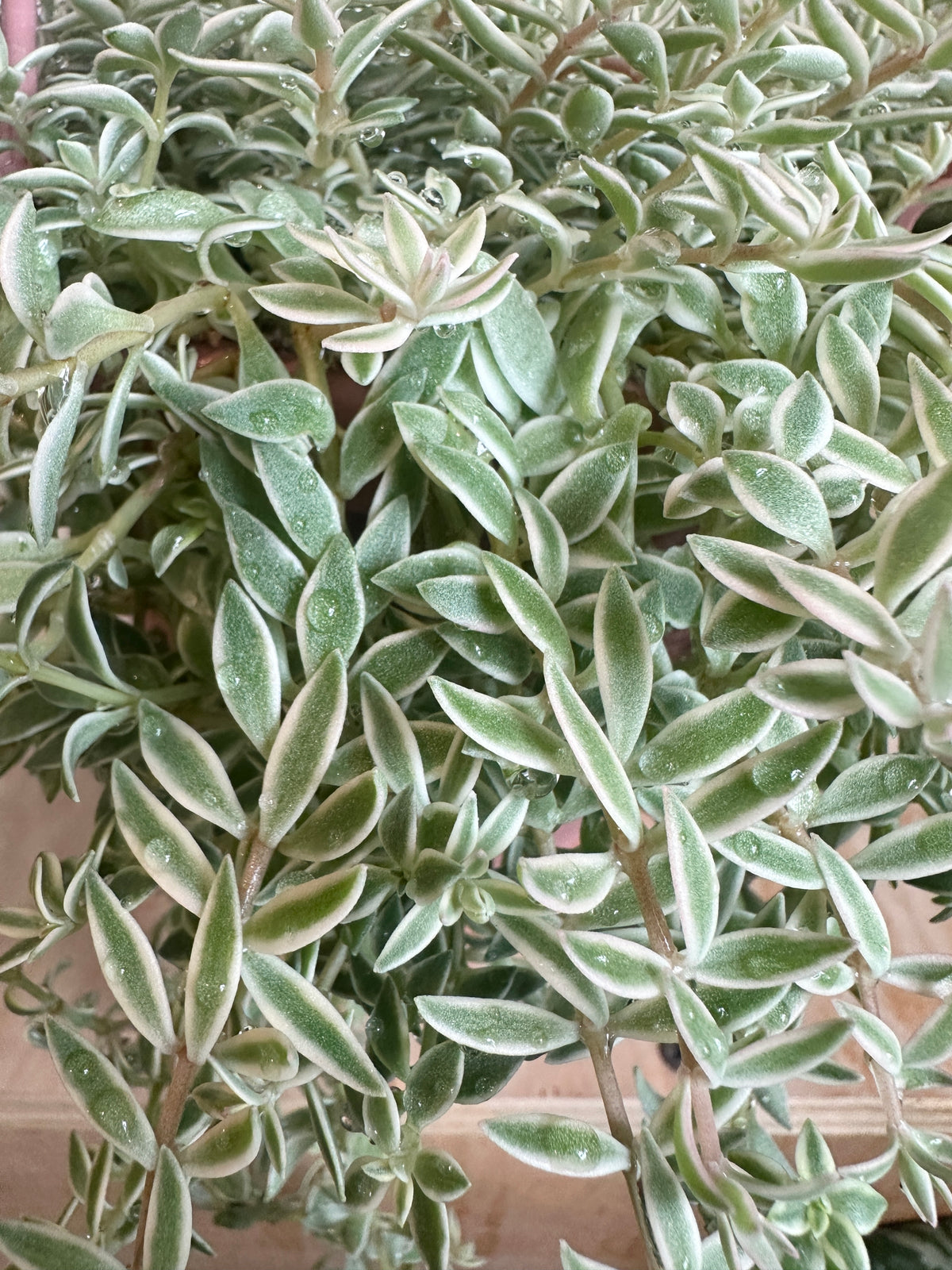 Variegated Sedum