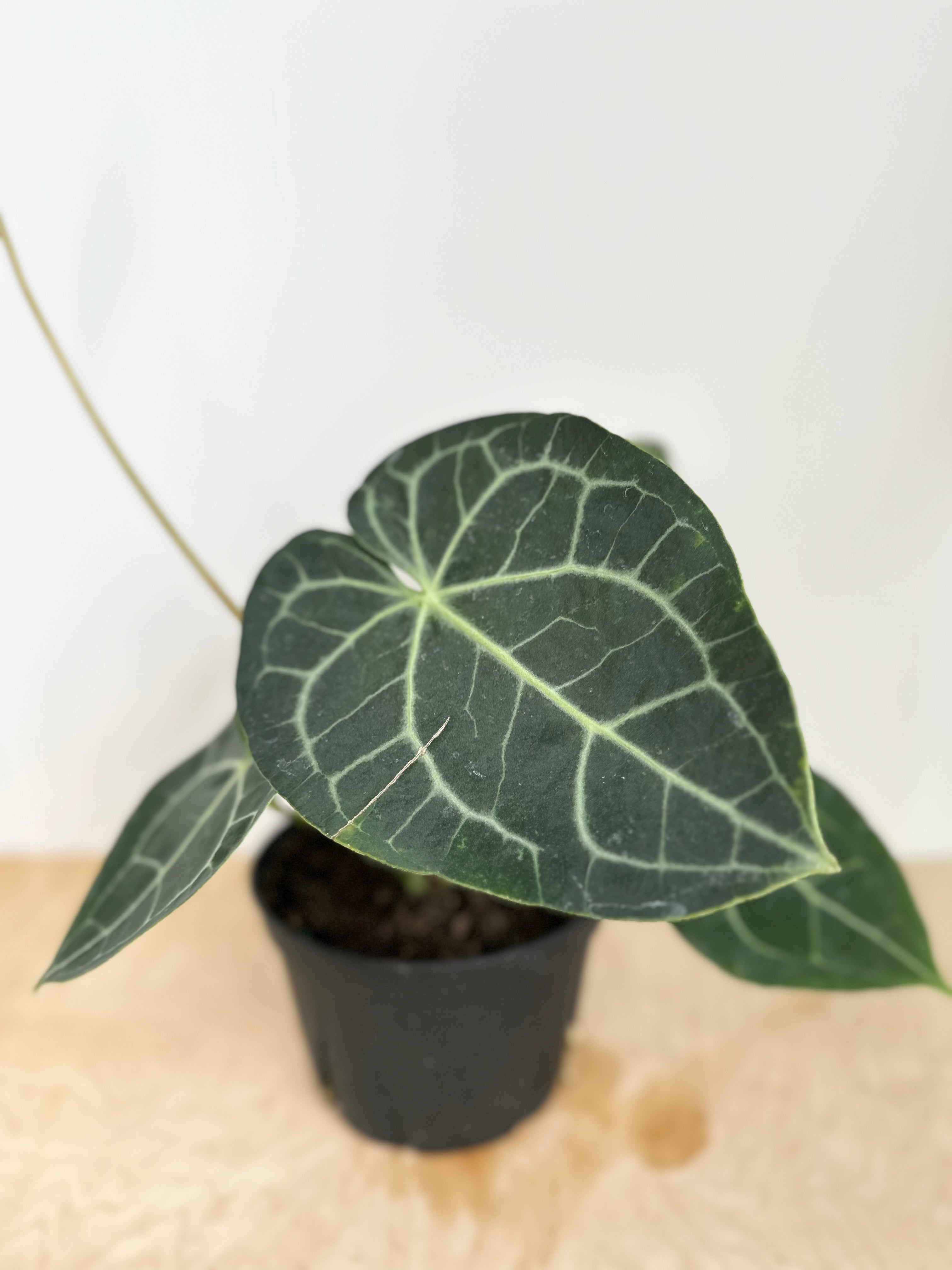 Anthurium 'Clarinervum'