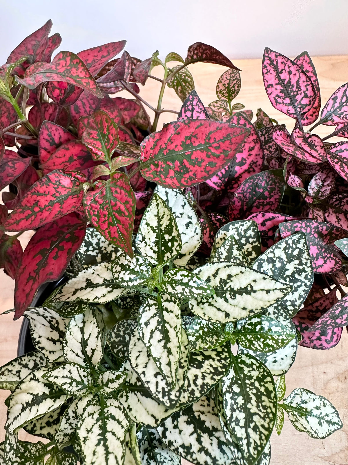 Polka Dot, Assorted