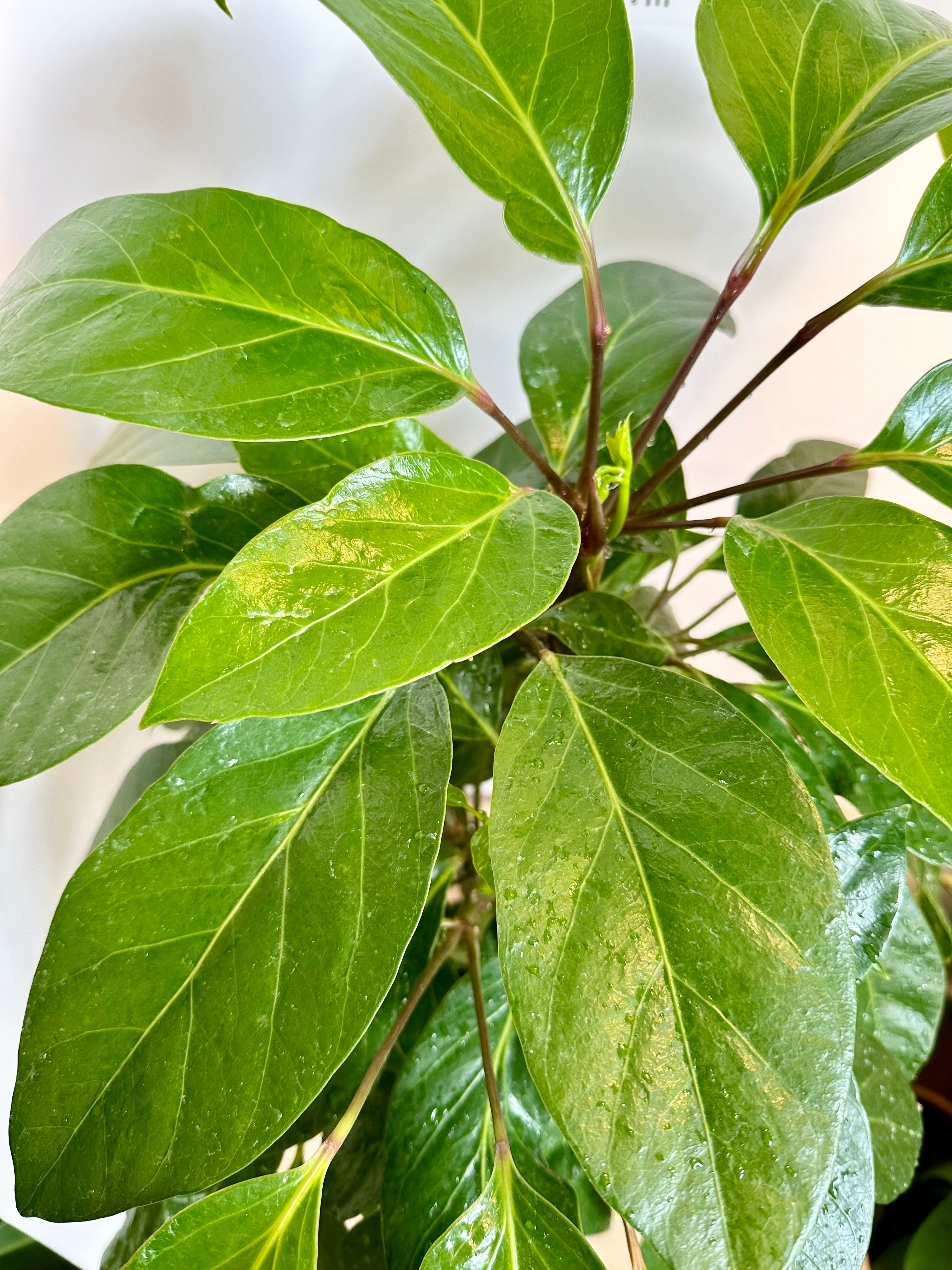 Schefflera 'Alpine'