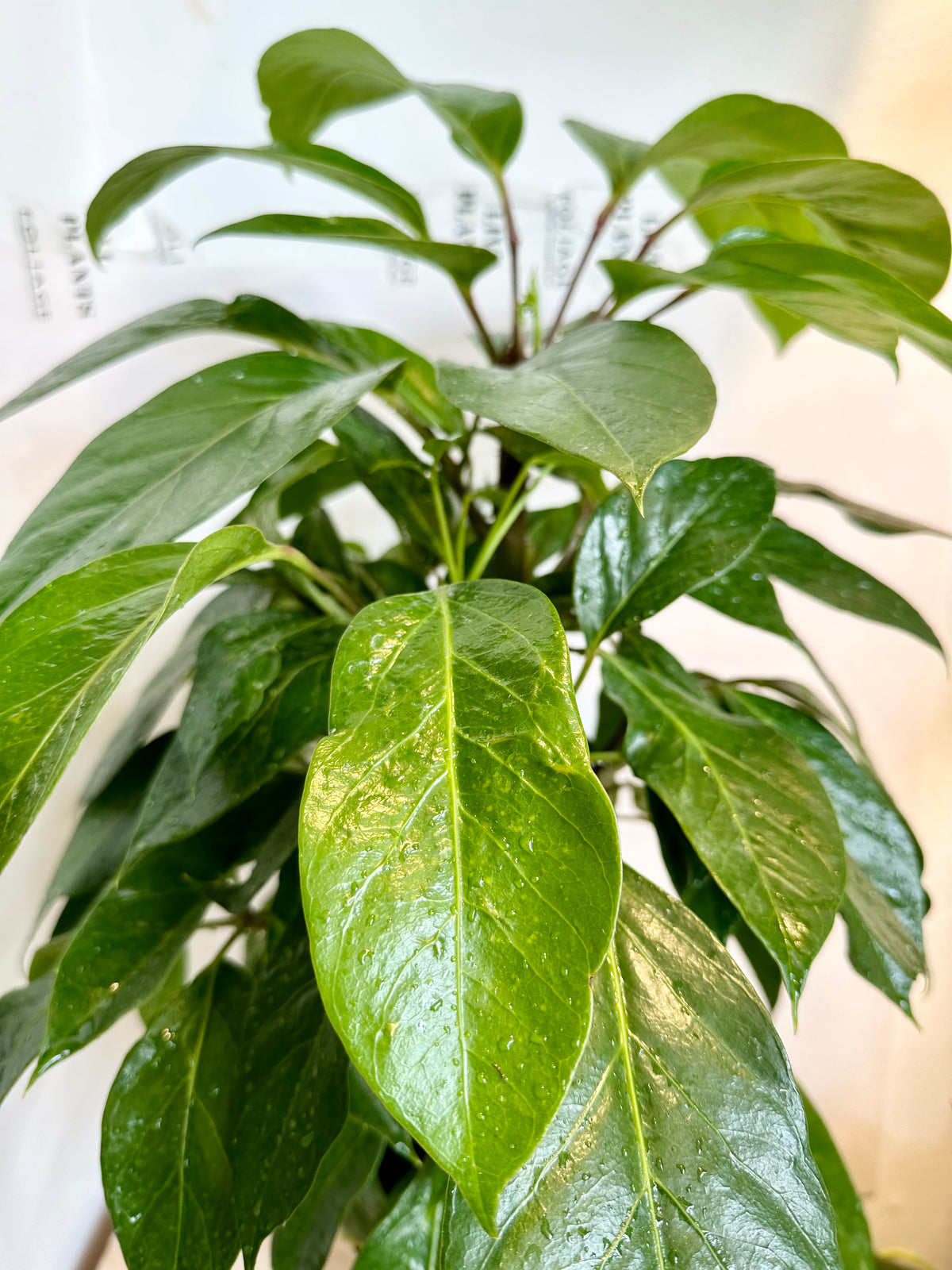 Schefflera 'Alpine'