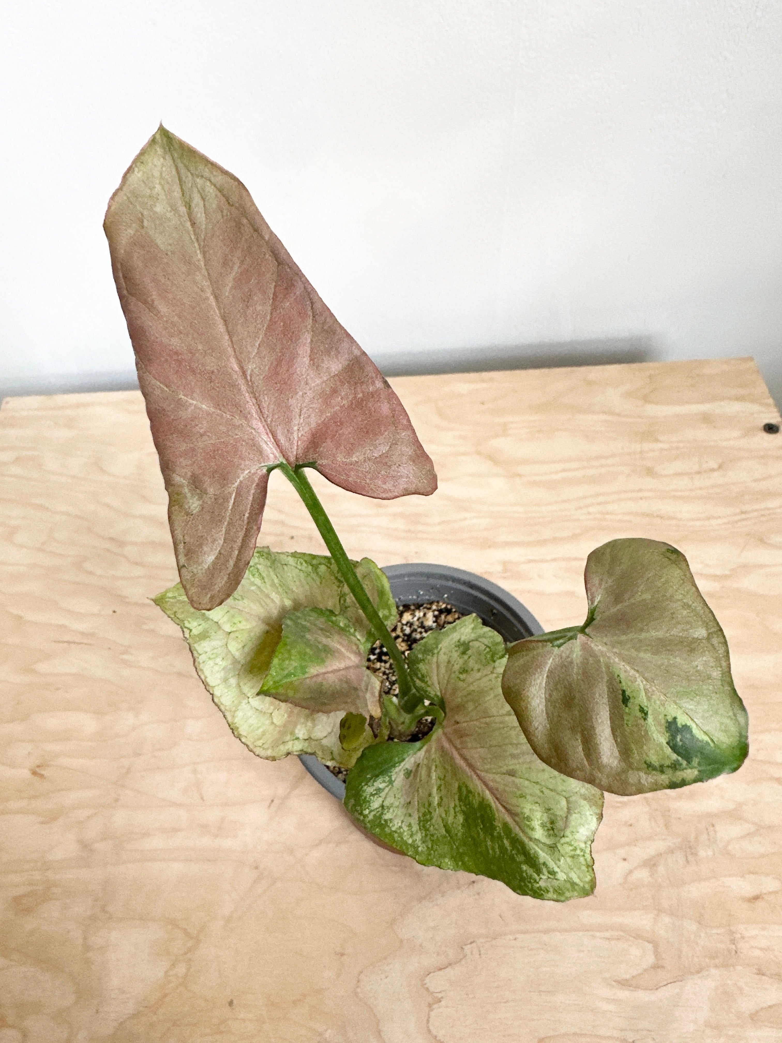 Nephthytis Syngonium 'Strawberry'