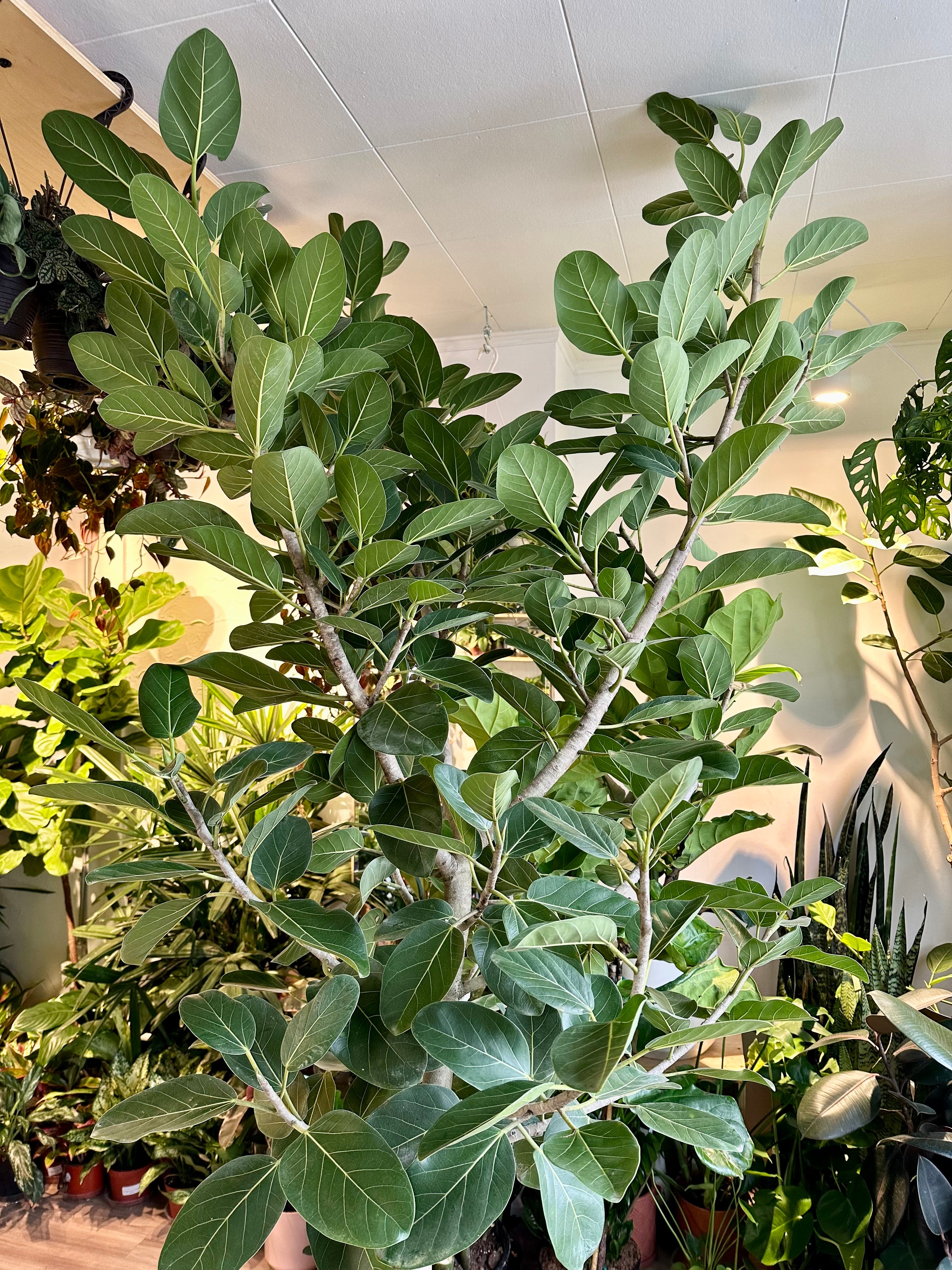 Ficus 'Audrey' Standard