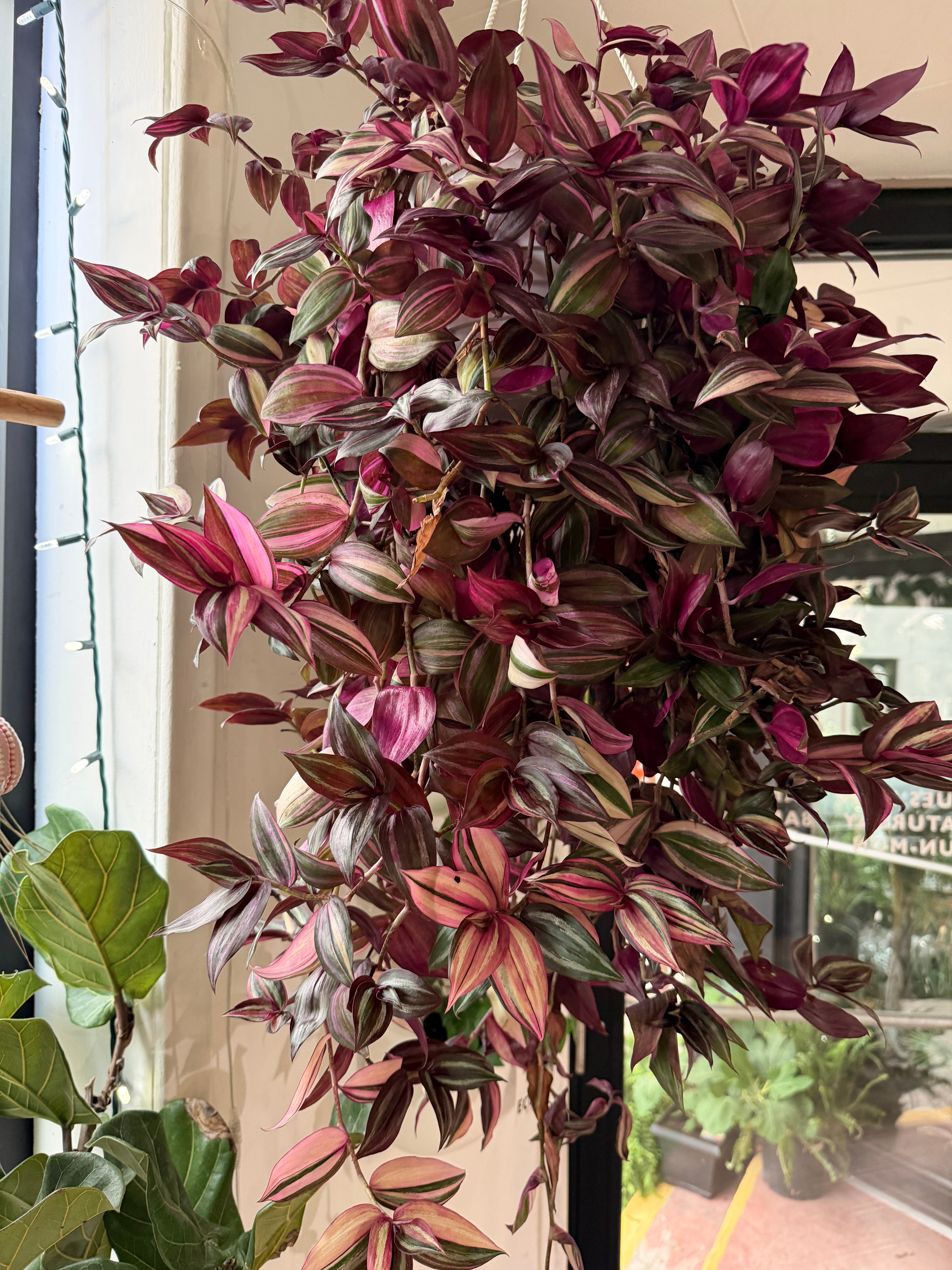 Tradescantia Fluminensis 'Tricolor'