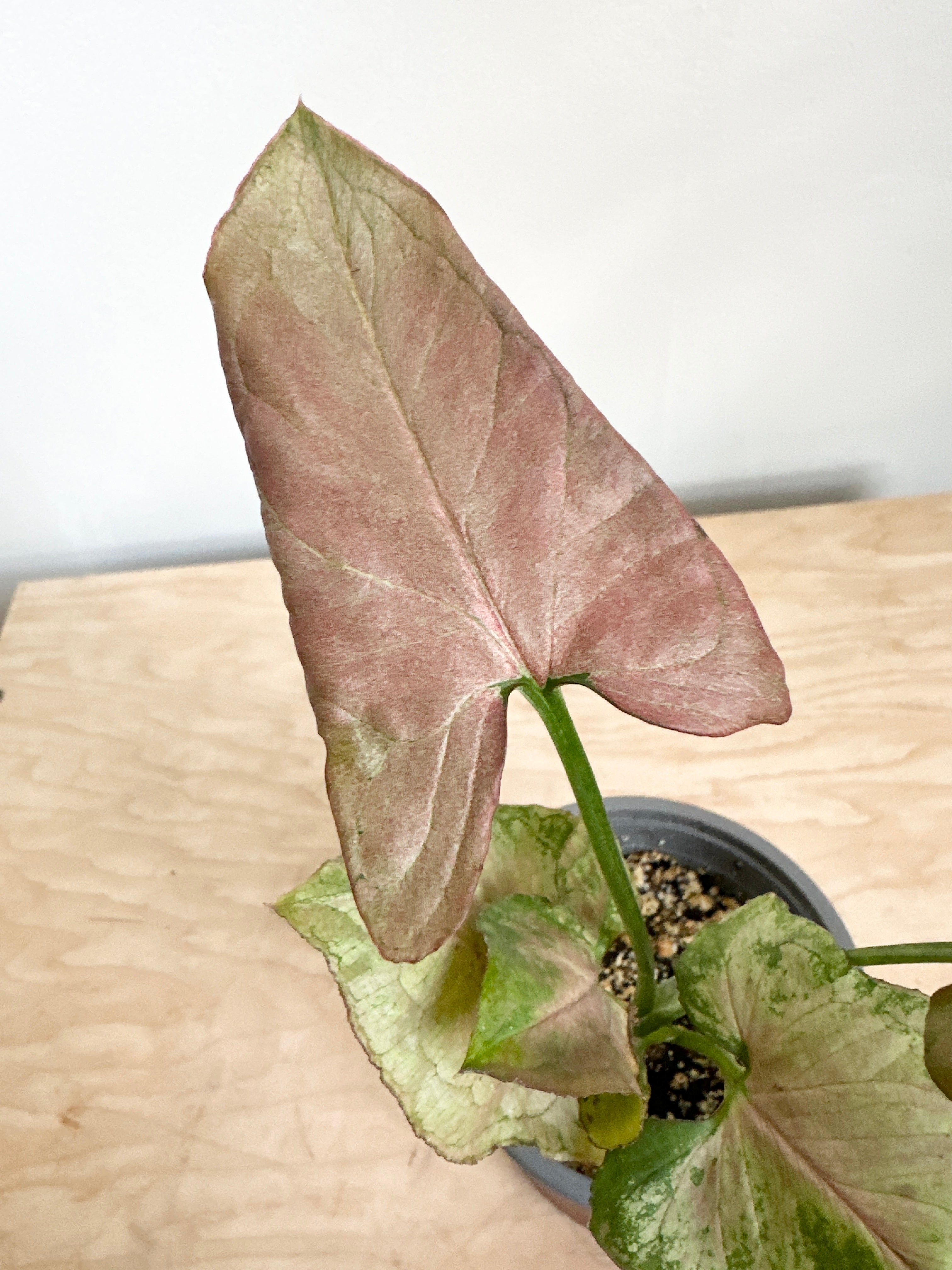 Nephthytis Syngonium 'Strawberry'