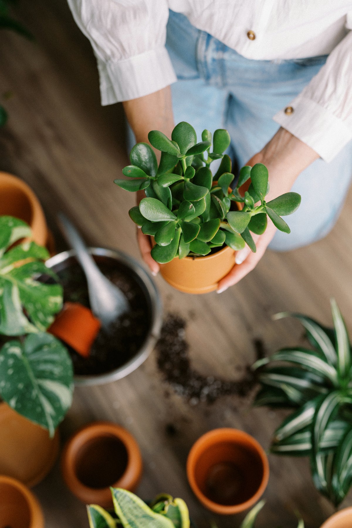 Houseplant 101 & Styling Workshop