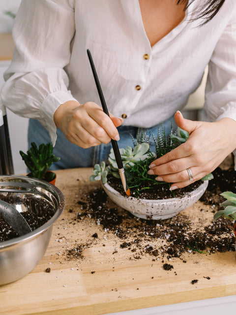 diy succulent garden kit Succulent Garden DIY Kit – Foliage