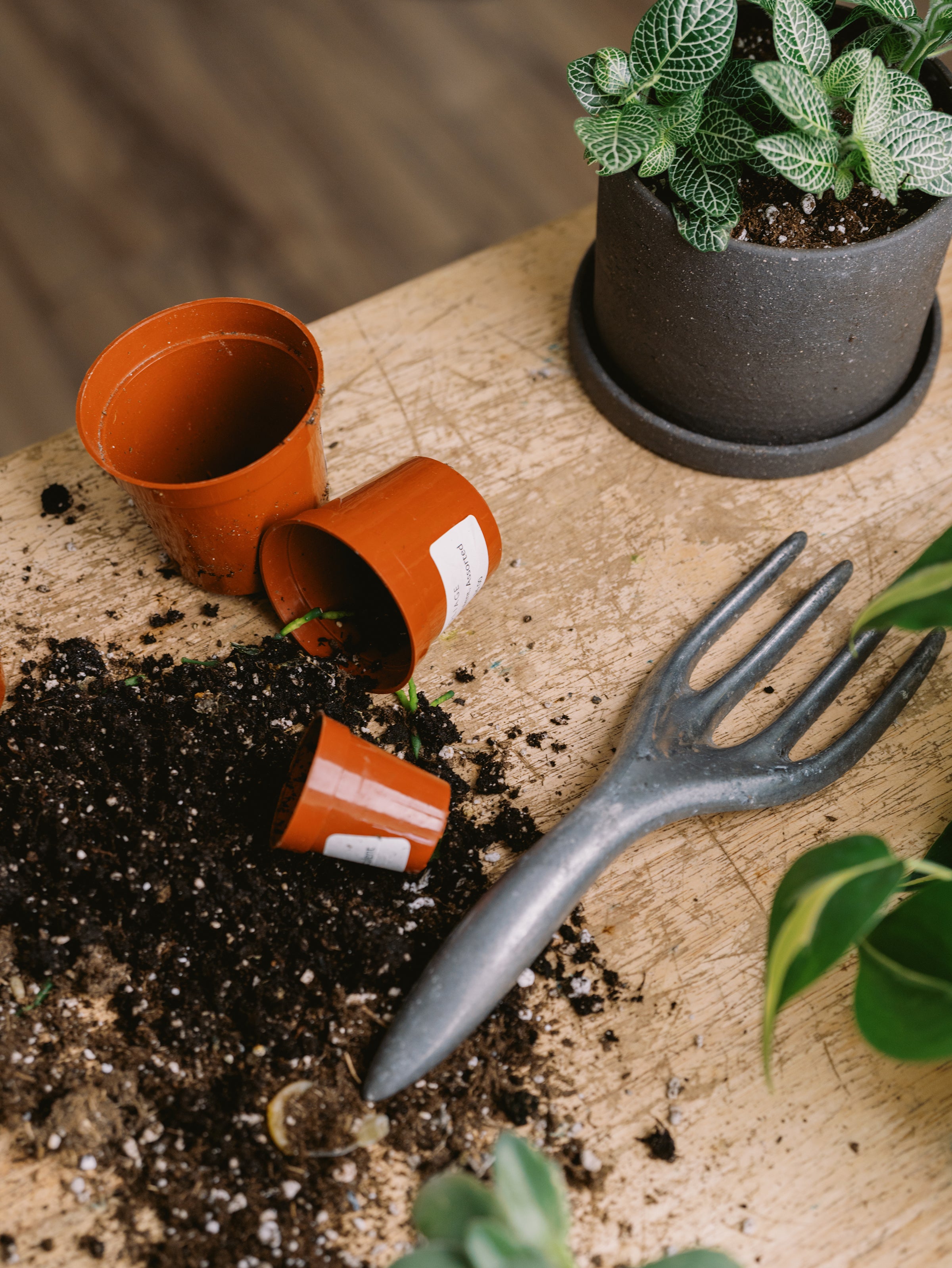 The Plant Bar Workshop