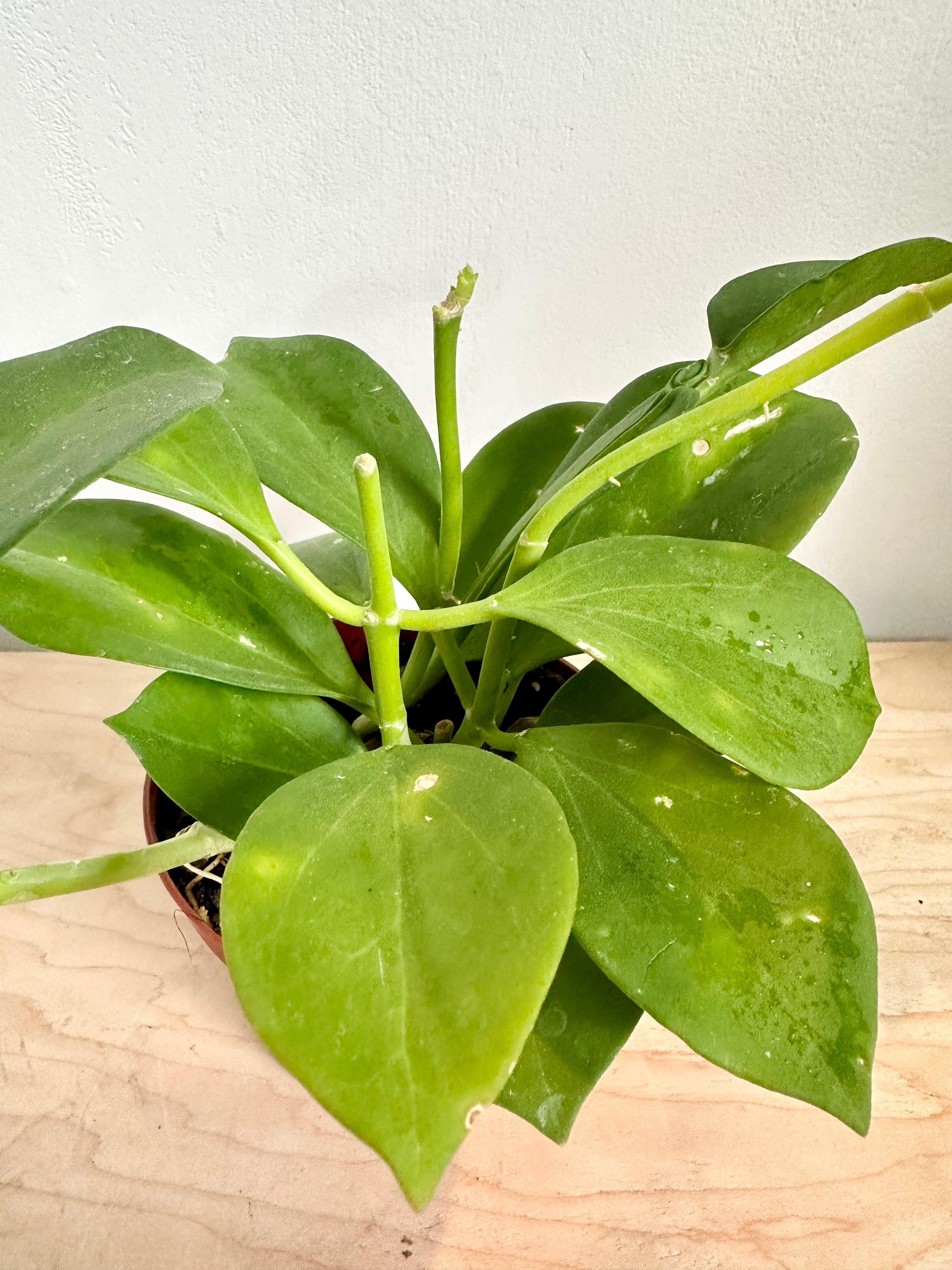 Hoya 'Pachyclada' – Foliage