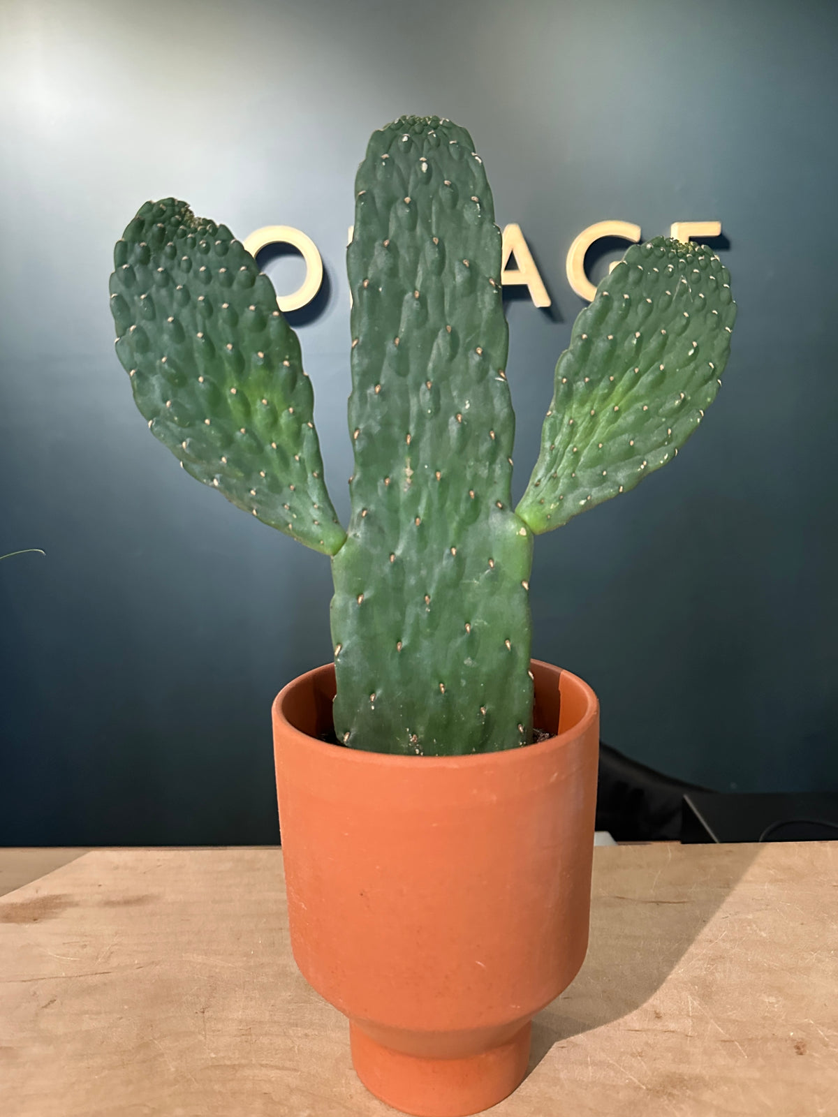 Cactus de dibujos animados