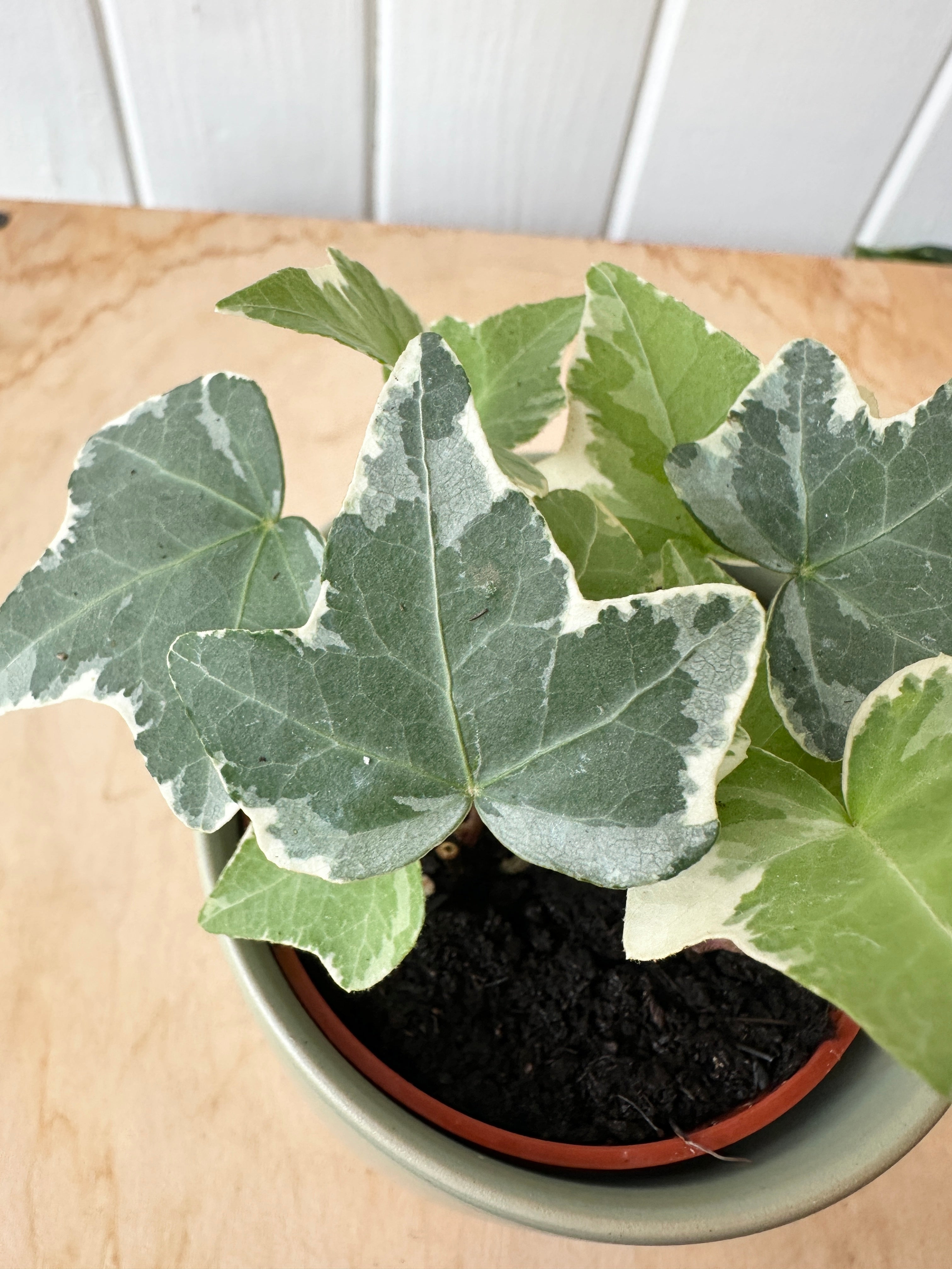 Ivy 'Glacier'