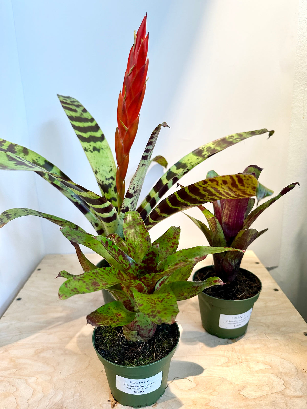 Broméliacées 'Aechmea', assortiment