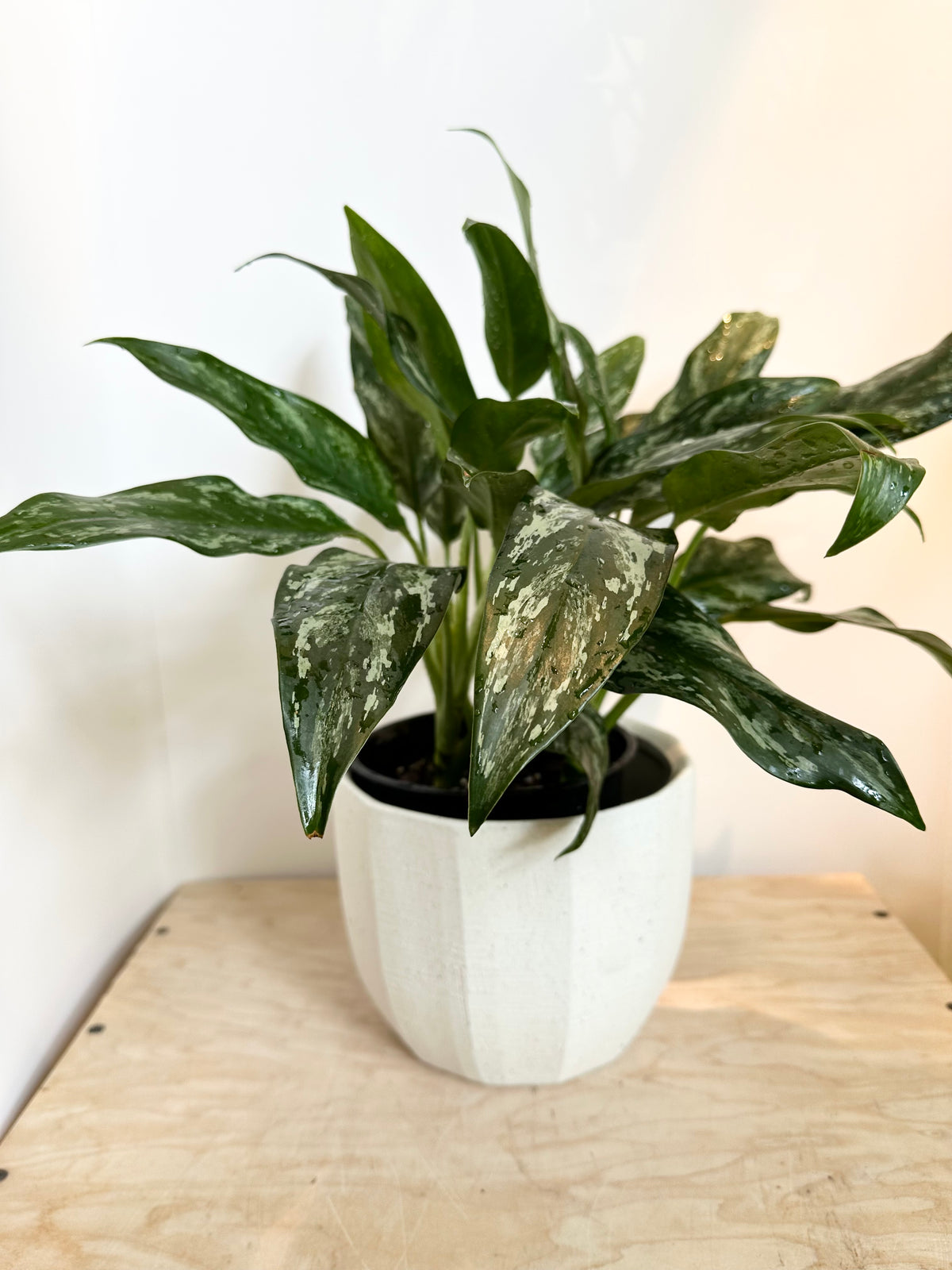 Aglaonema 'Sombras'
