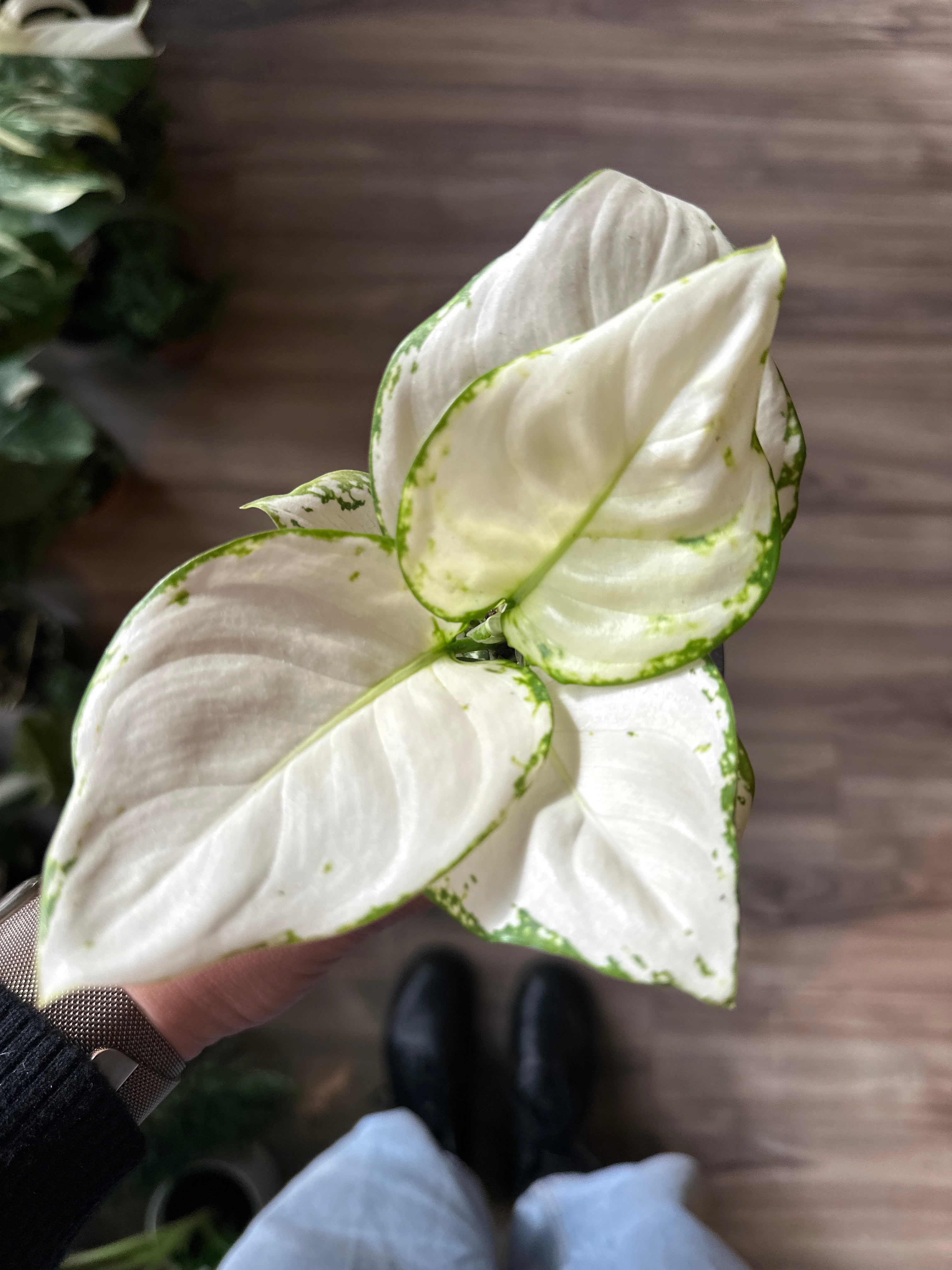 aglaonema anyamanee white Aglaonema 'White Beauty' – Foliage