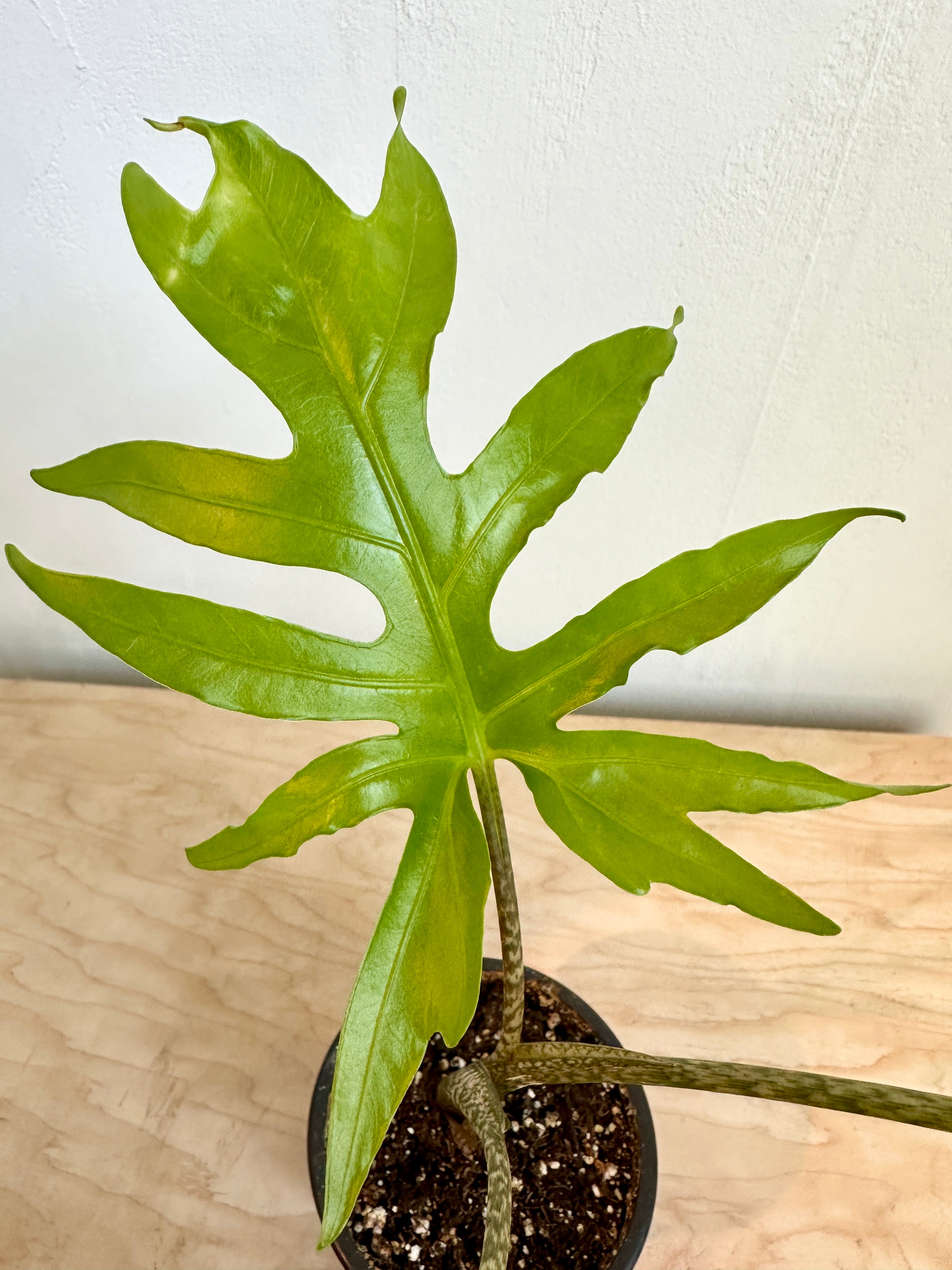 Alocasia 'Brancifolia'