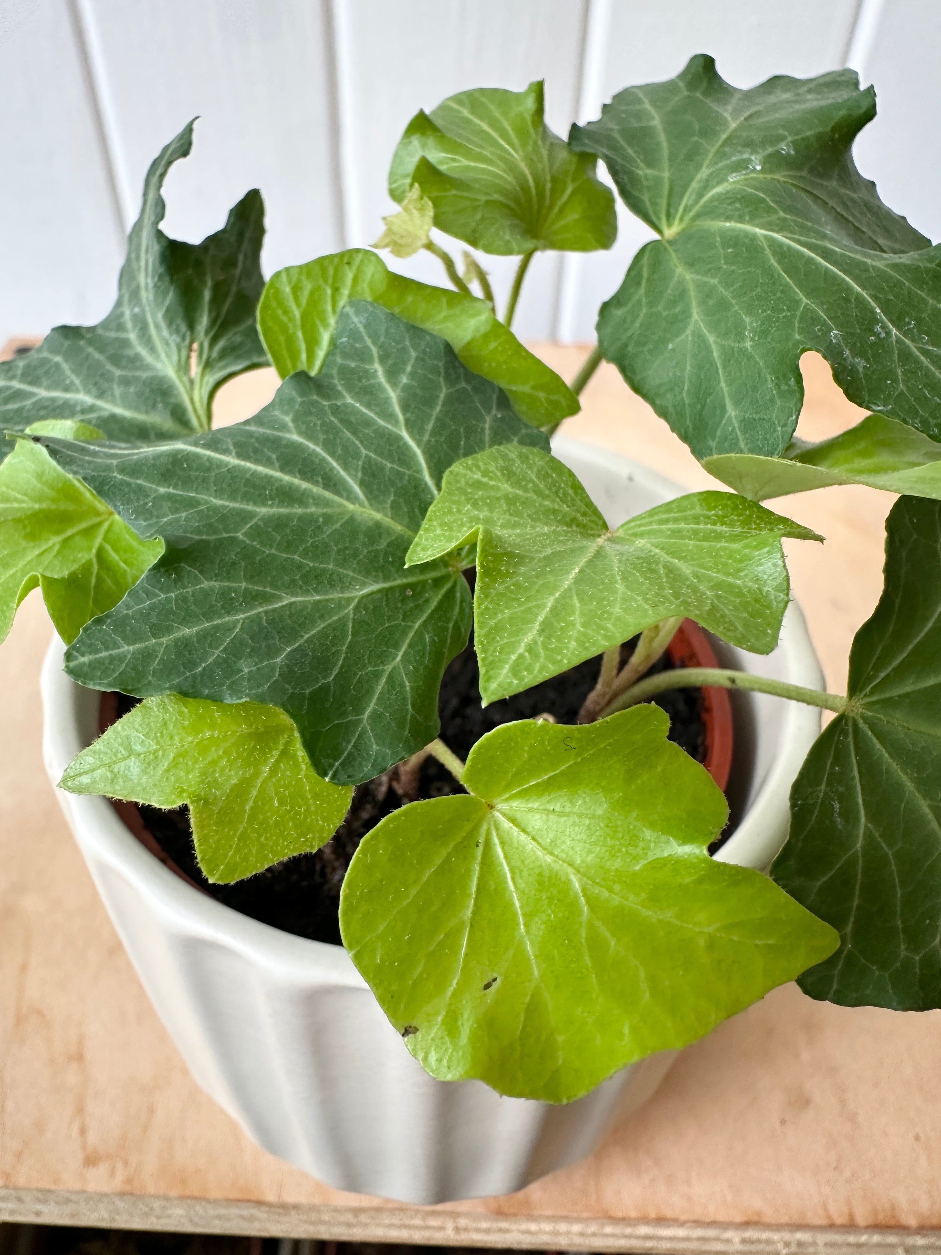Ivy 'California'
