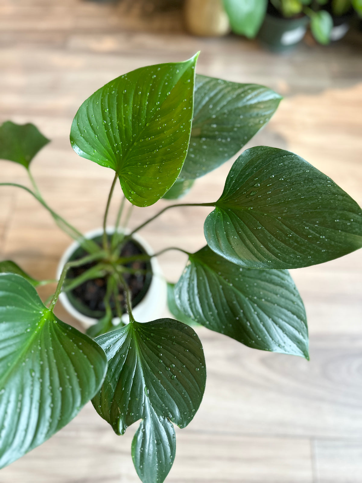 Homalomena 'Emerald Gem'