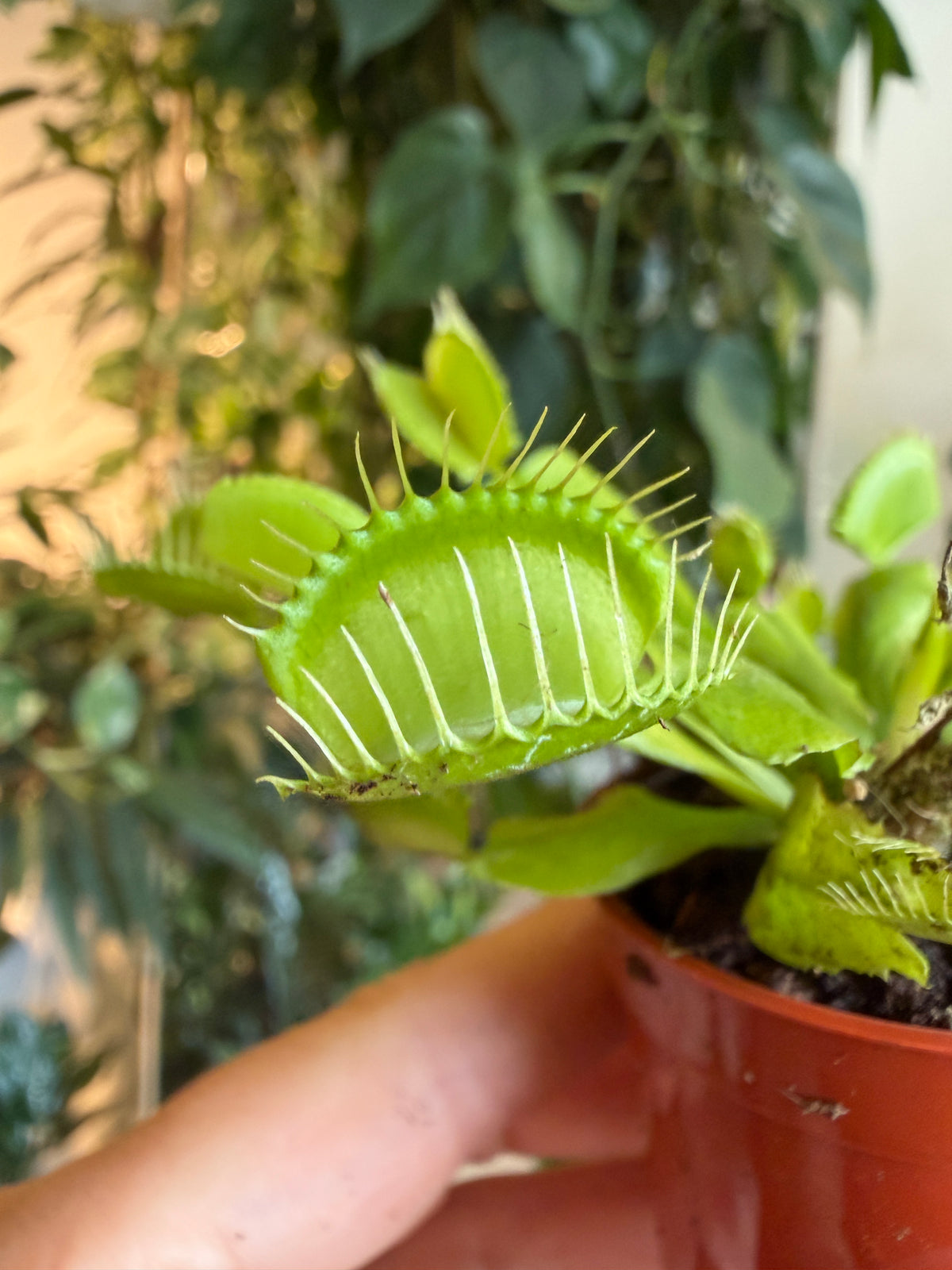 Venus atrapamoscas