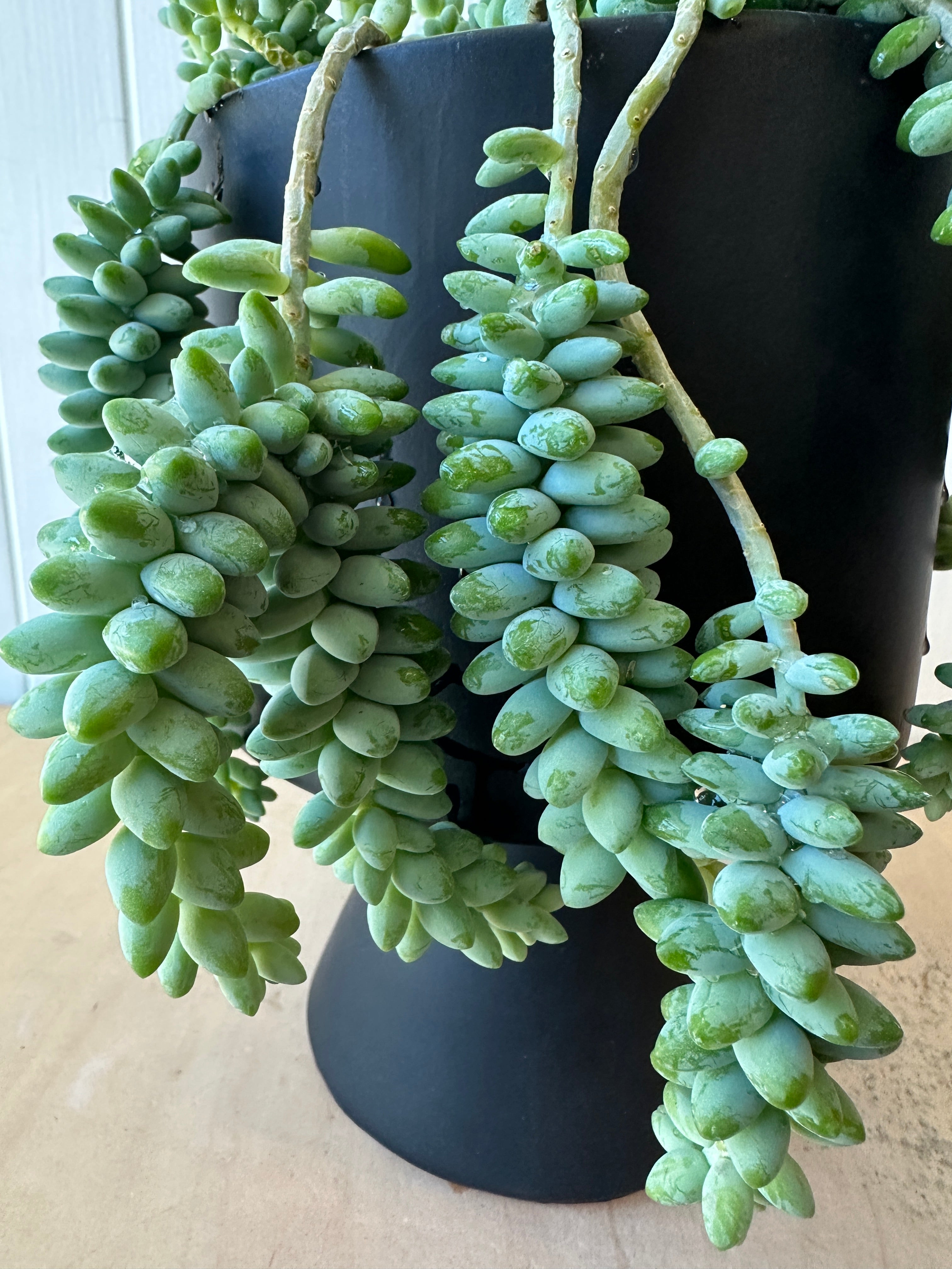 Burro's Tail
