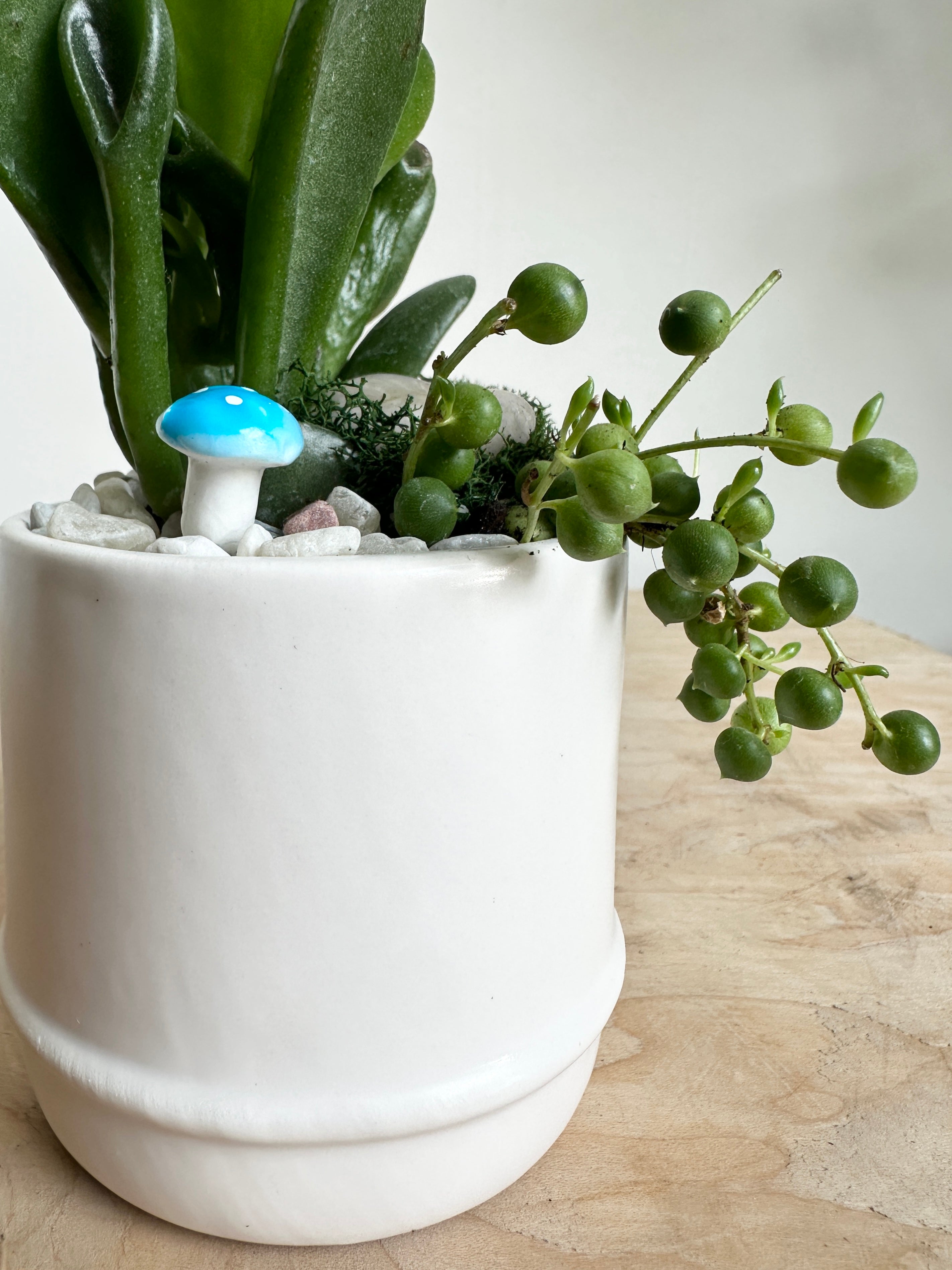 Elio Succulent Garden